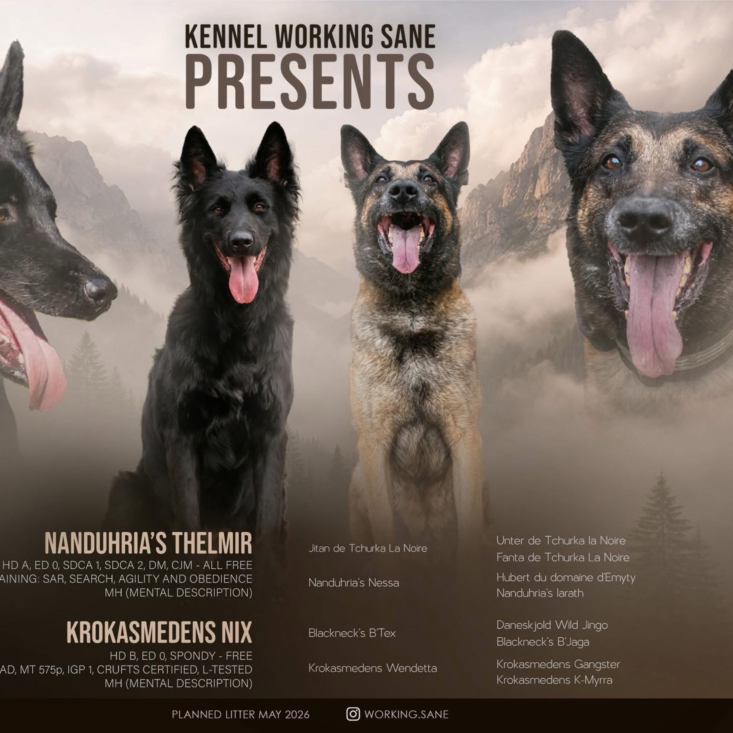 Belgisk vallhund – Groenendael