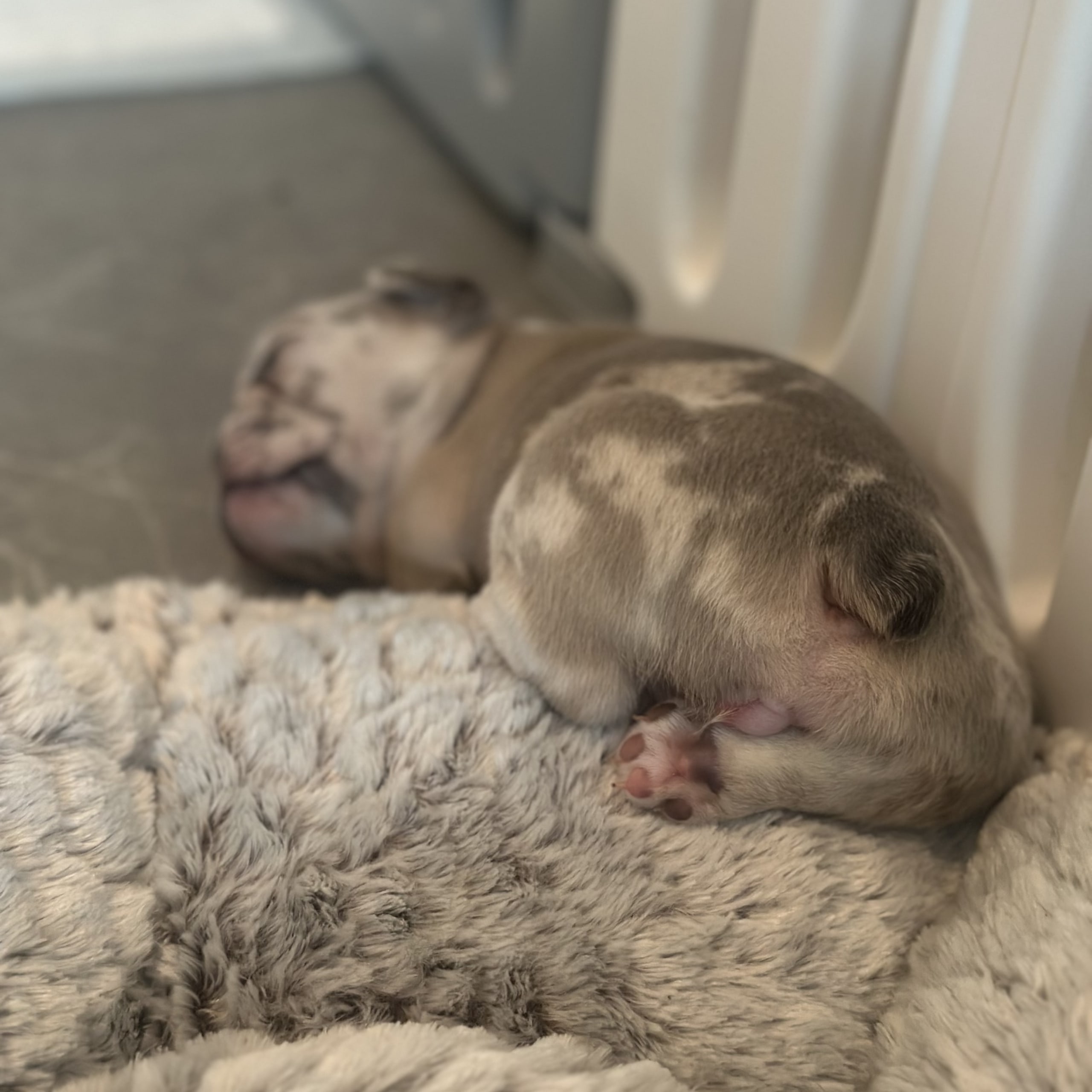 Fransk bulldogg