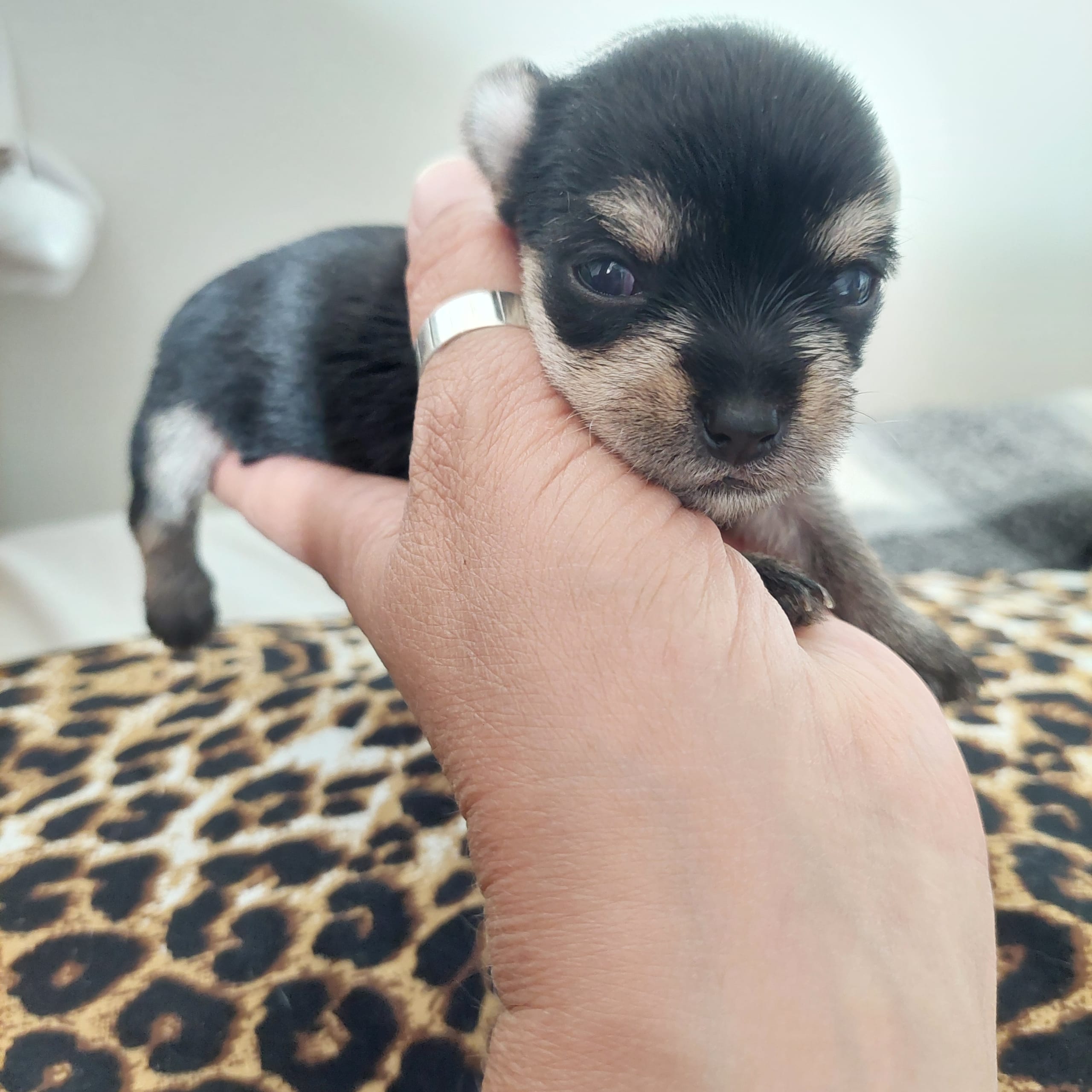 Chorkie
