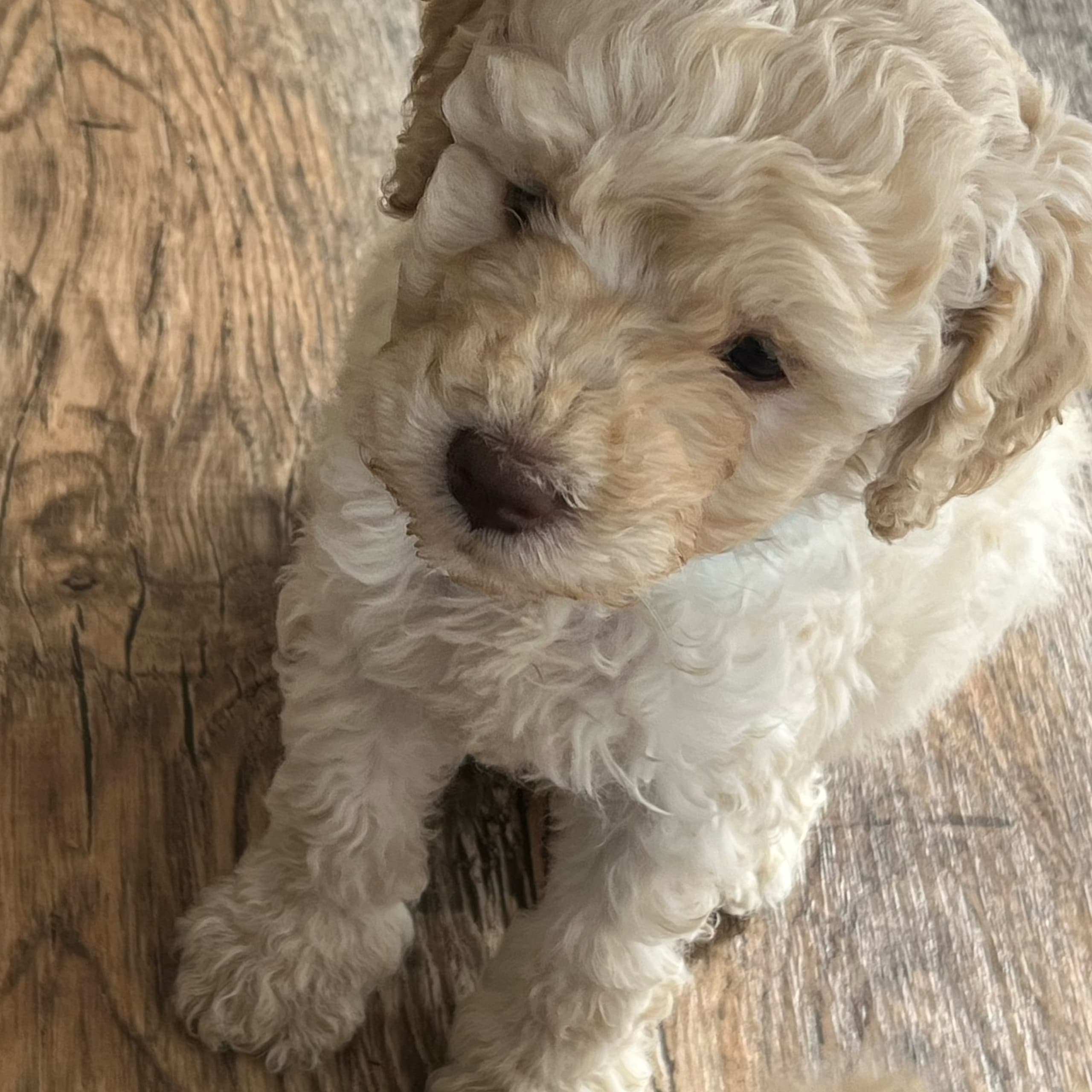 Multigenerations Labradoodle