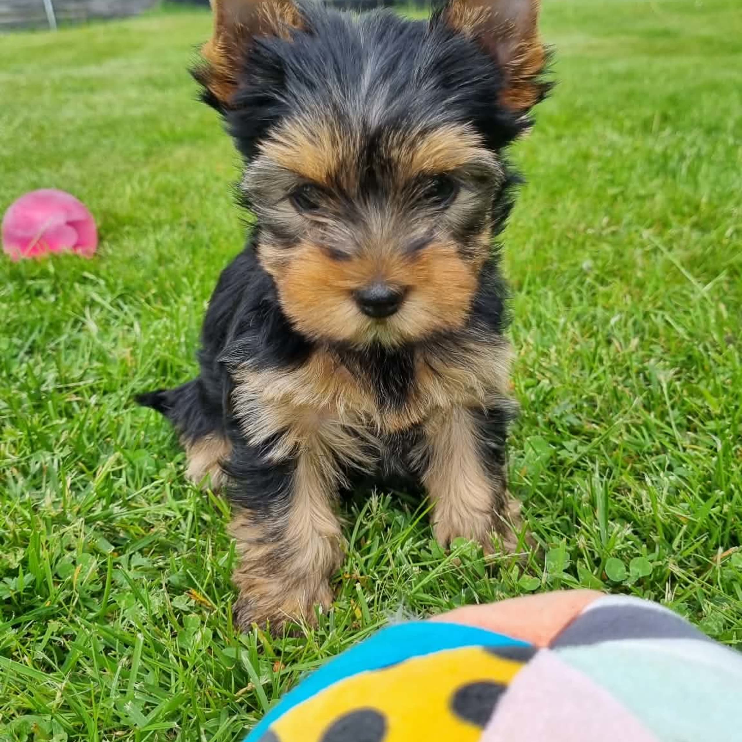 Yorkshireterrier