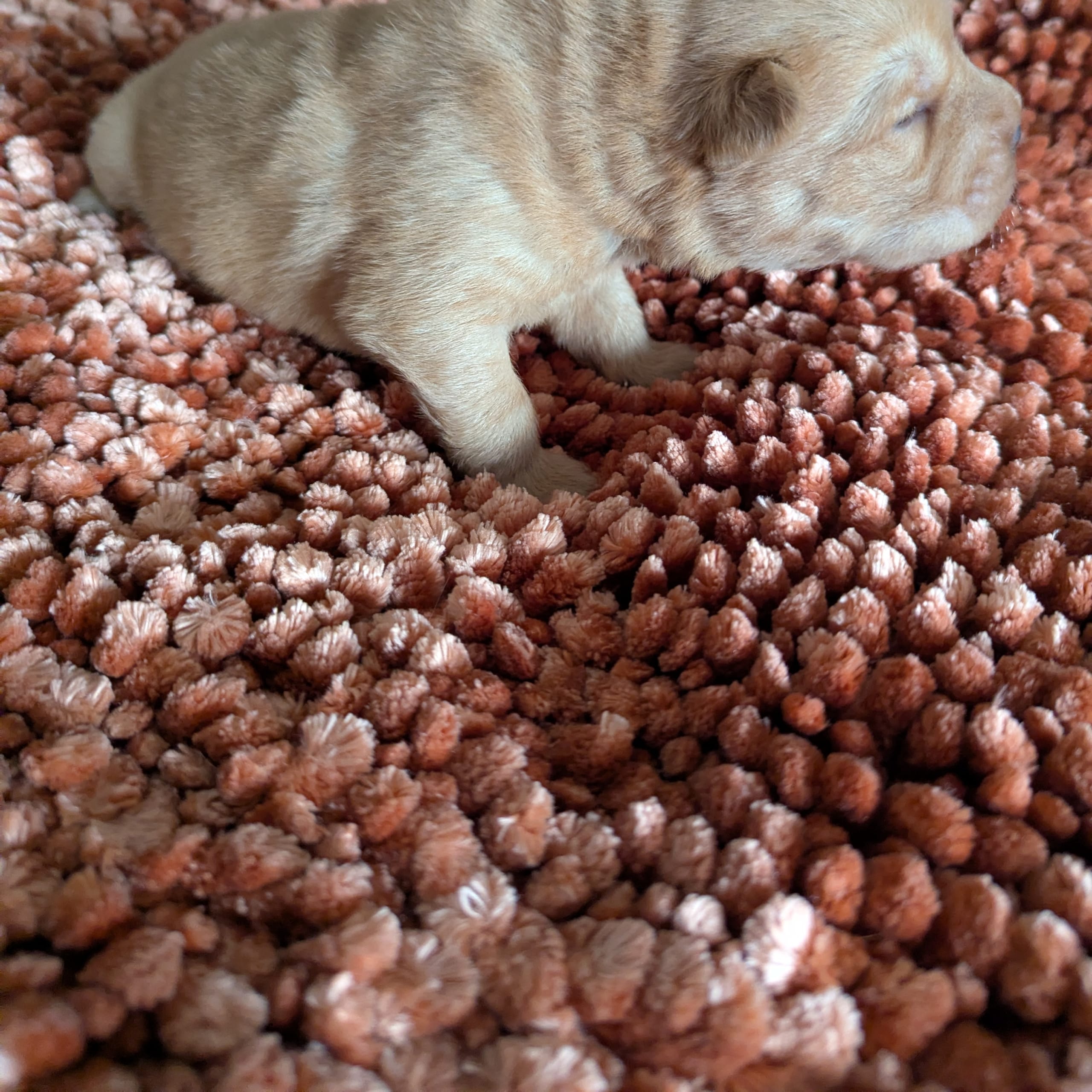 Shar pei