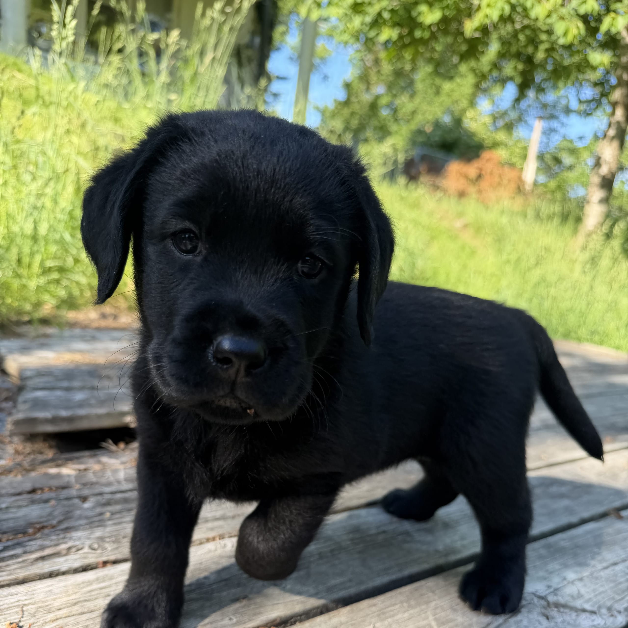 Kennel Eyegrip’s