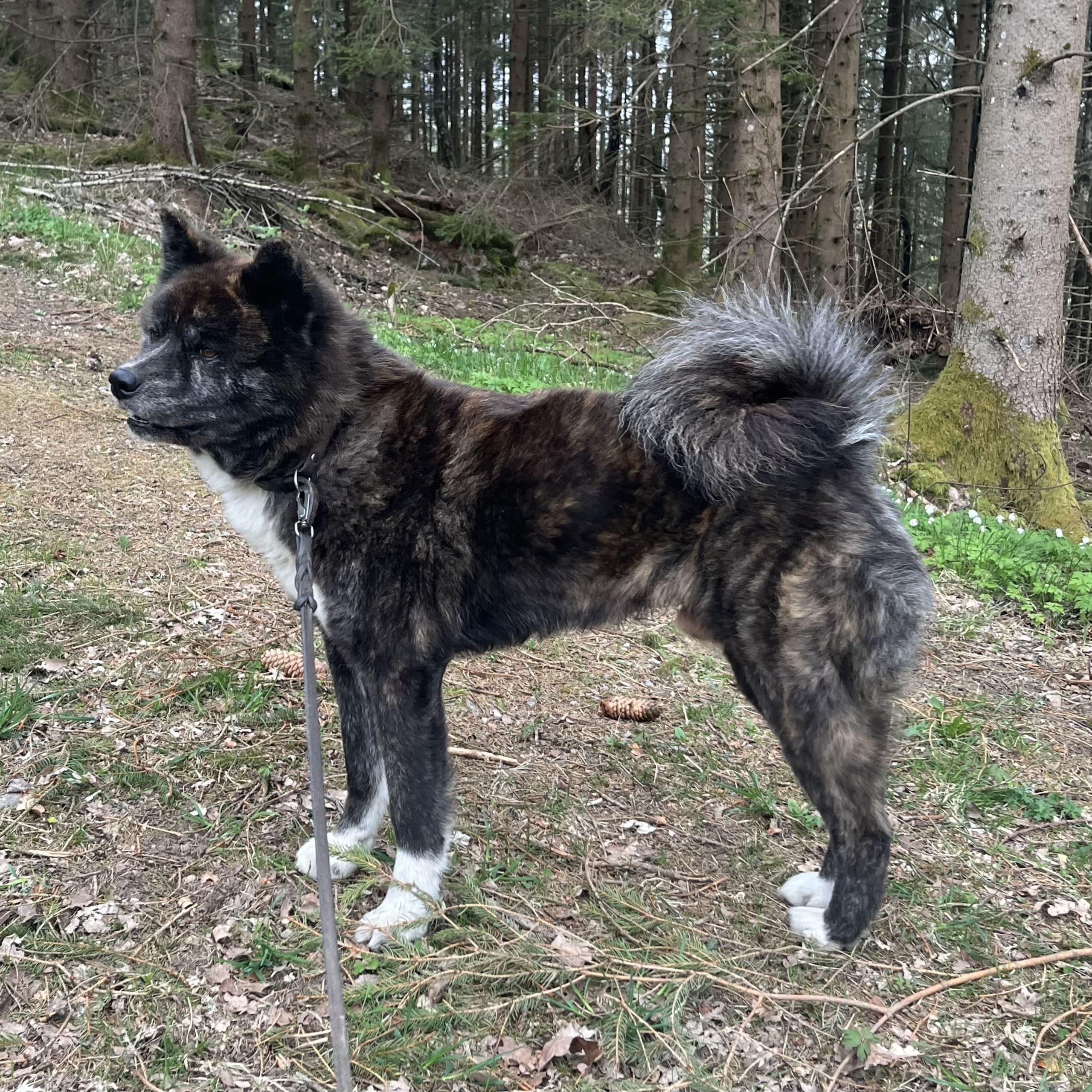 Fuyuko Kensha