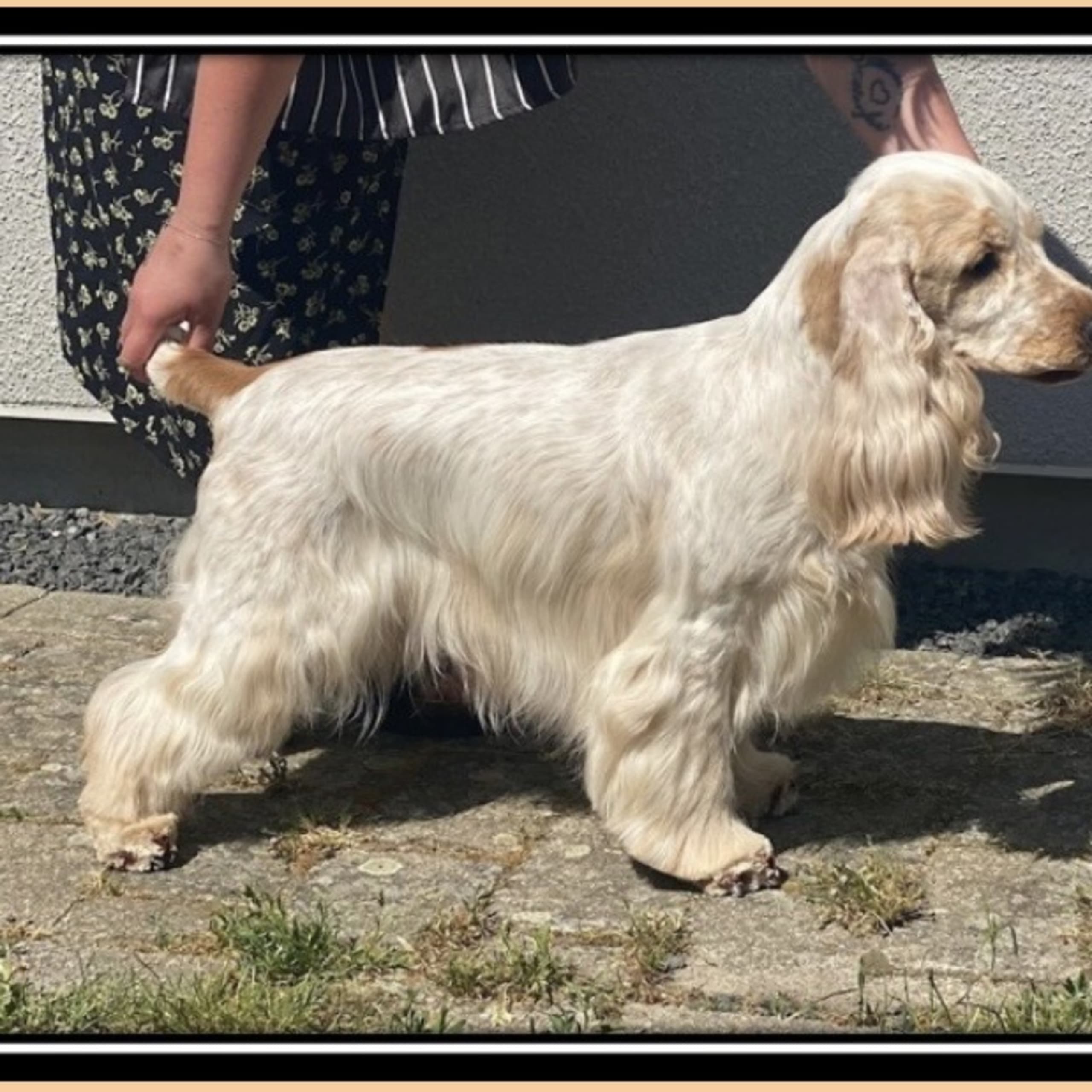 Dragongårdens kennel