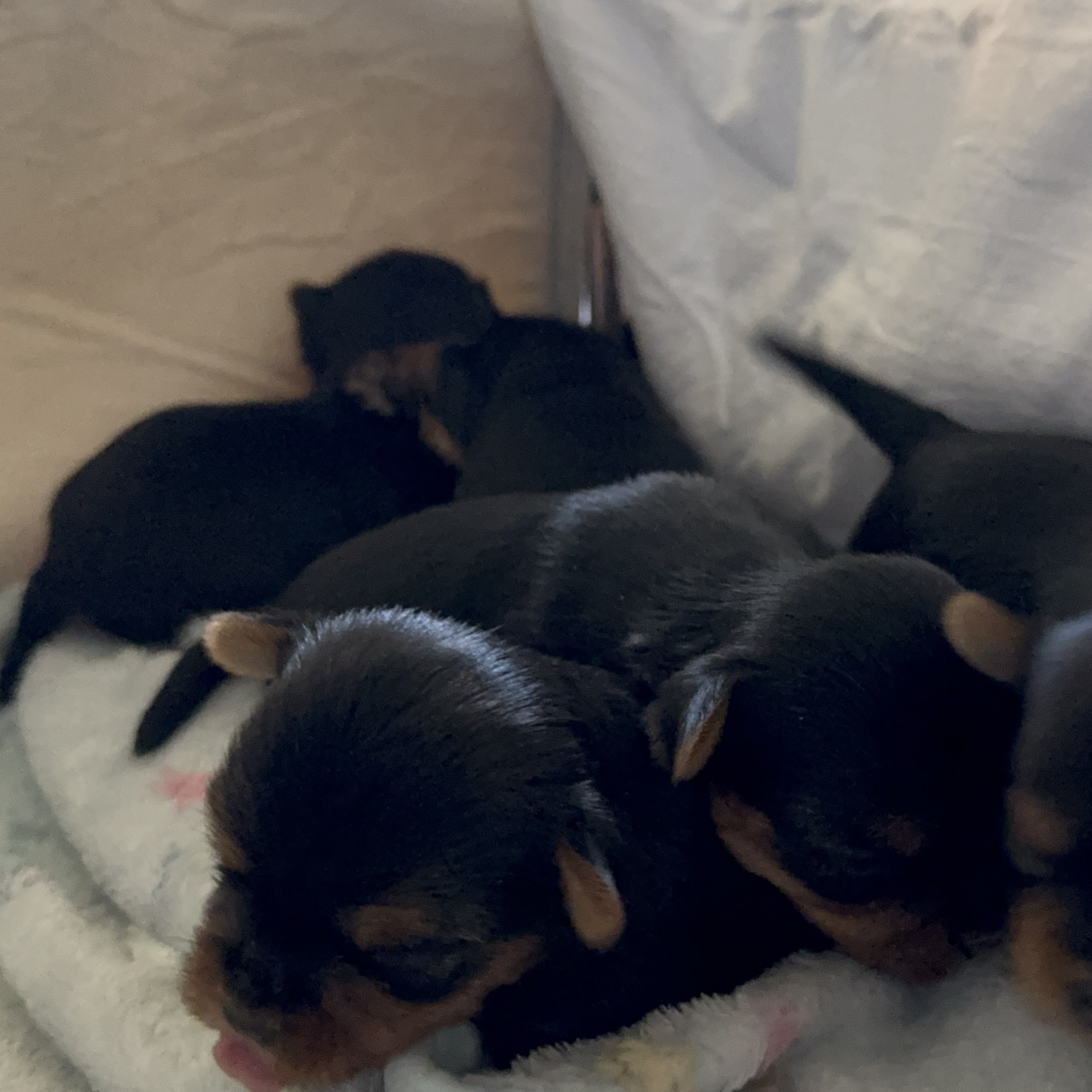 Sweet little Pollys