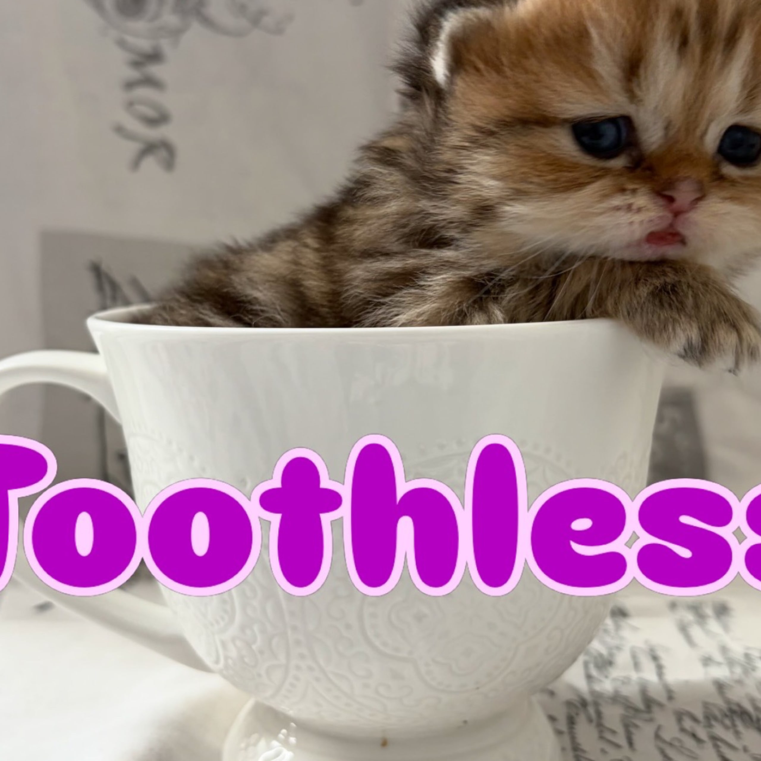 SE*Lilla Kattmakeriet