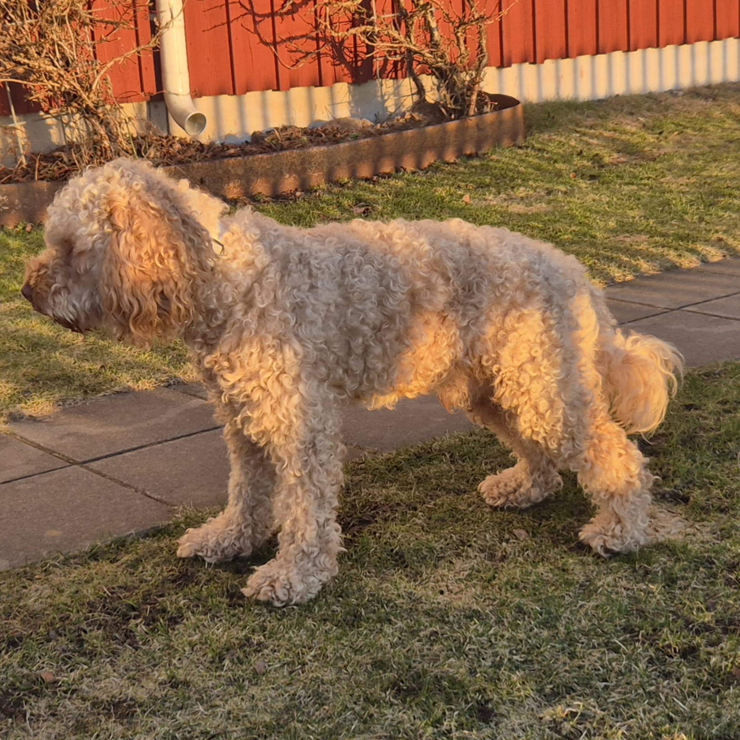 Sjökantens Cockerpoo