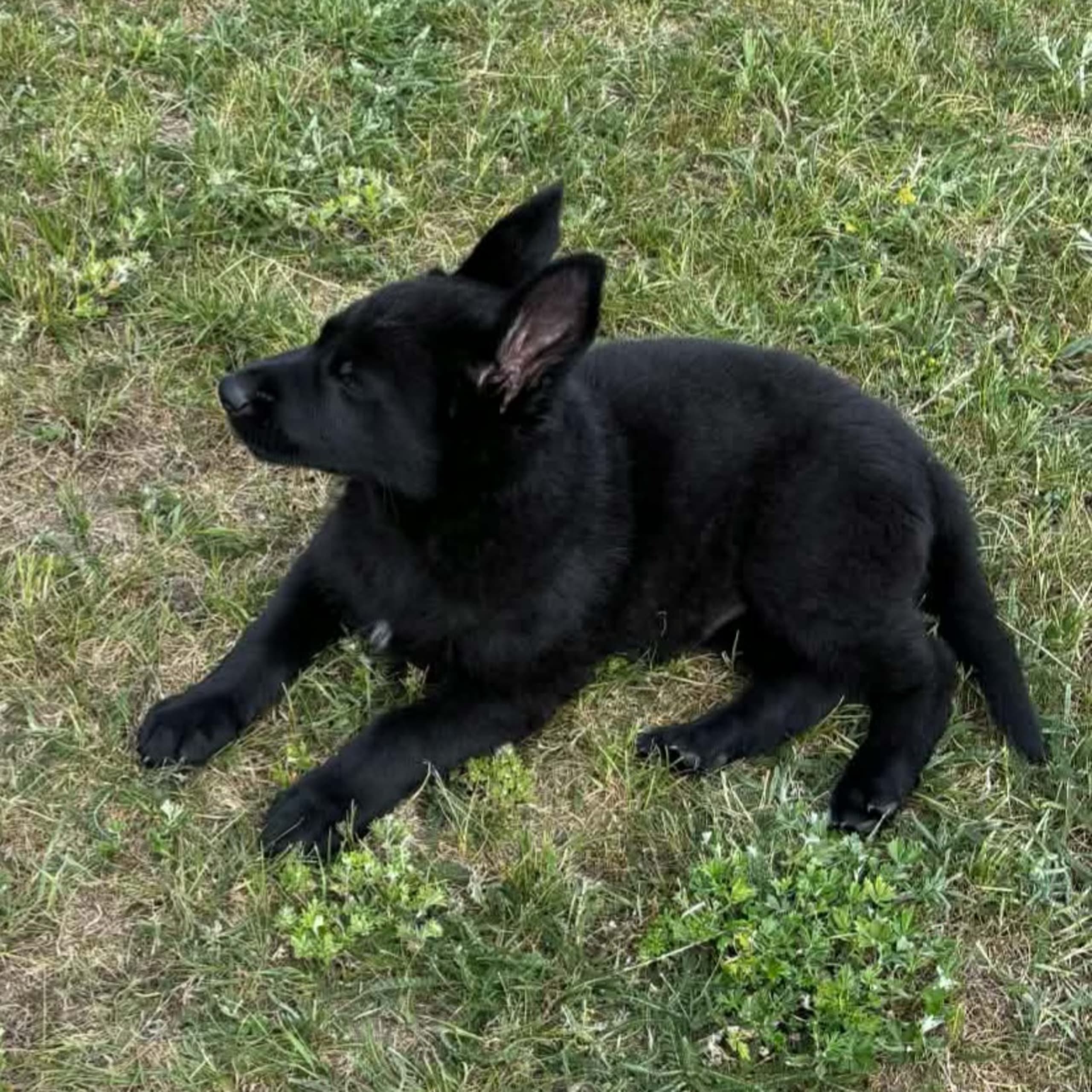 Kennel Snibor Anzi