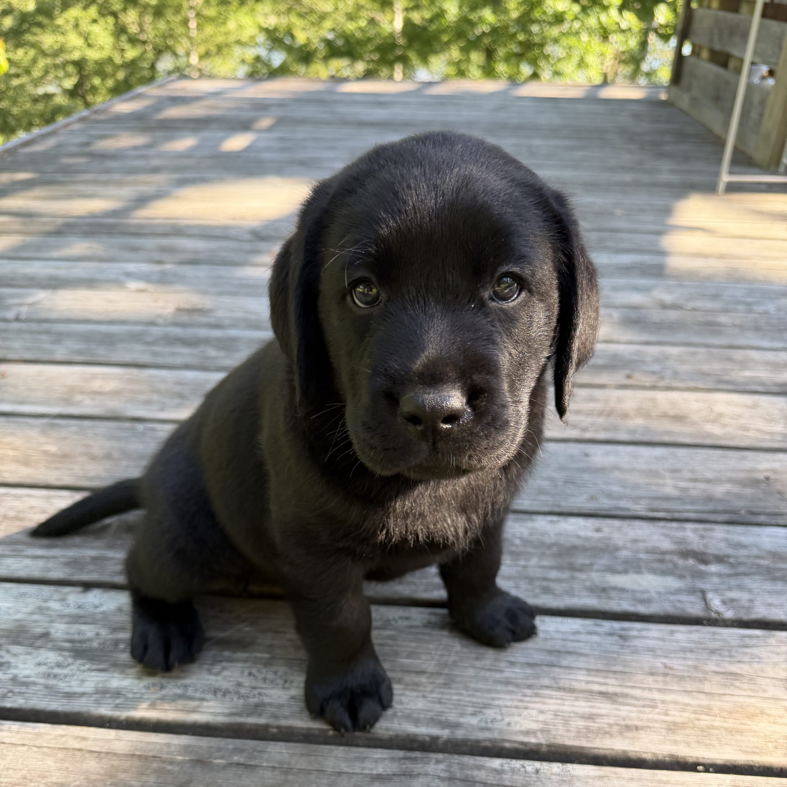 Kennel Eyegrip’s