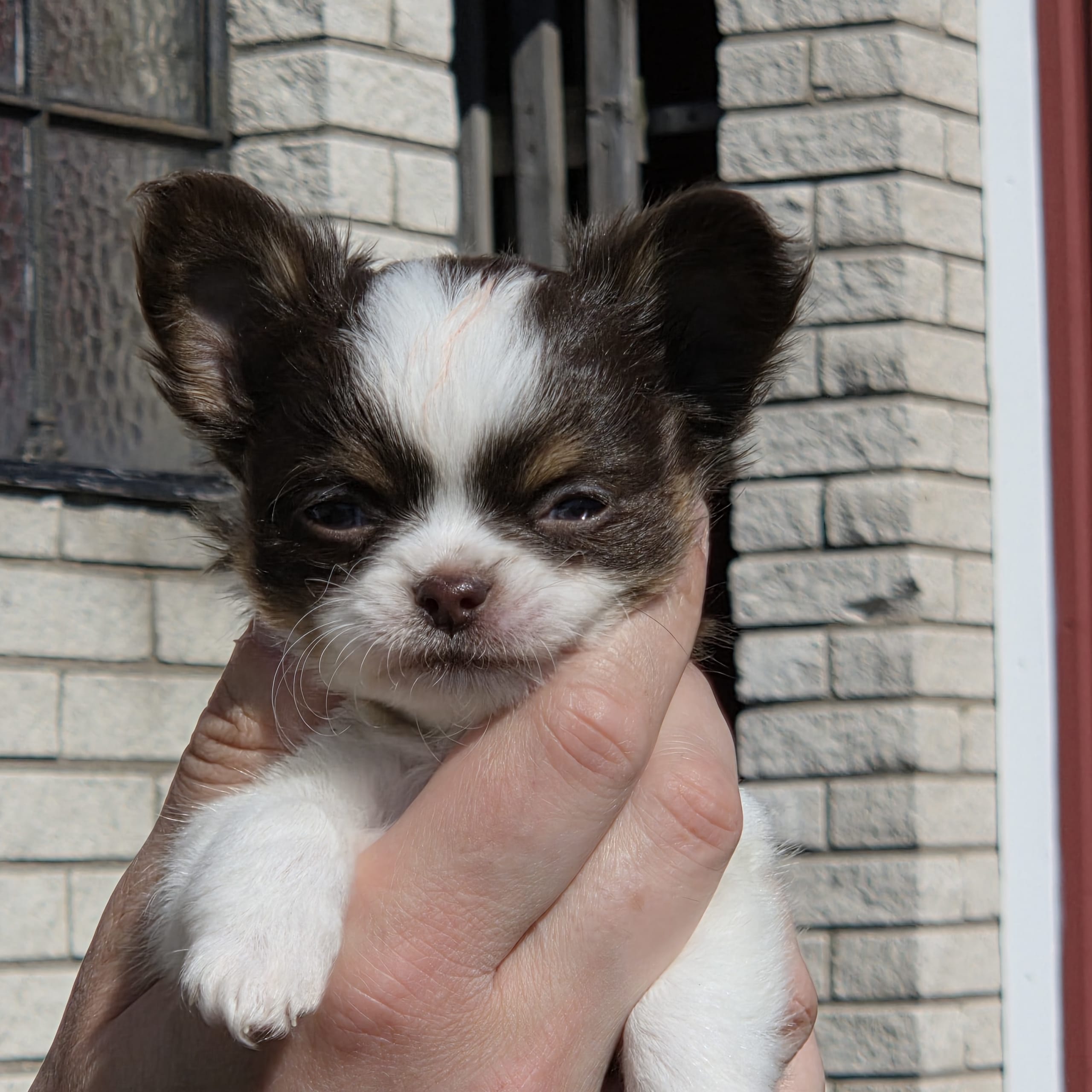 Aniara's Majestic