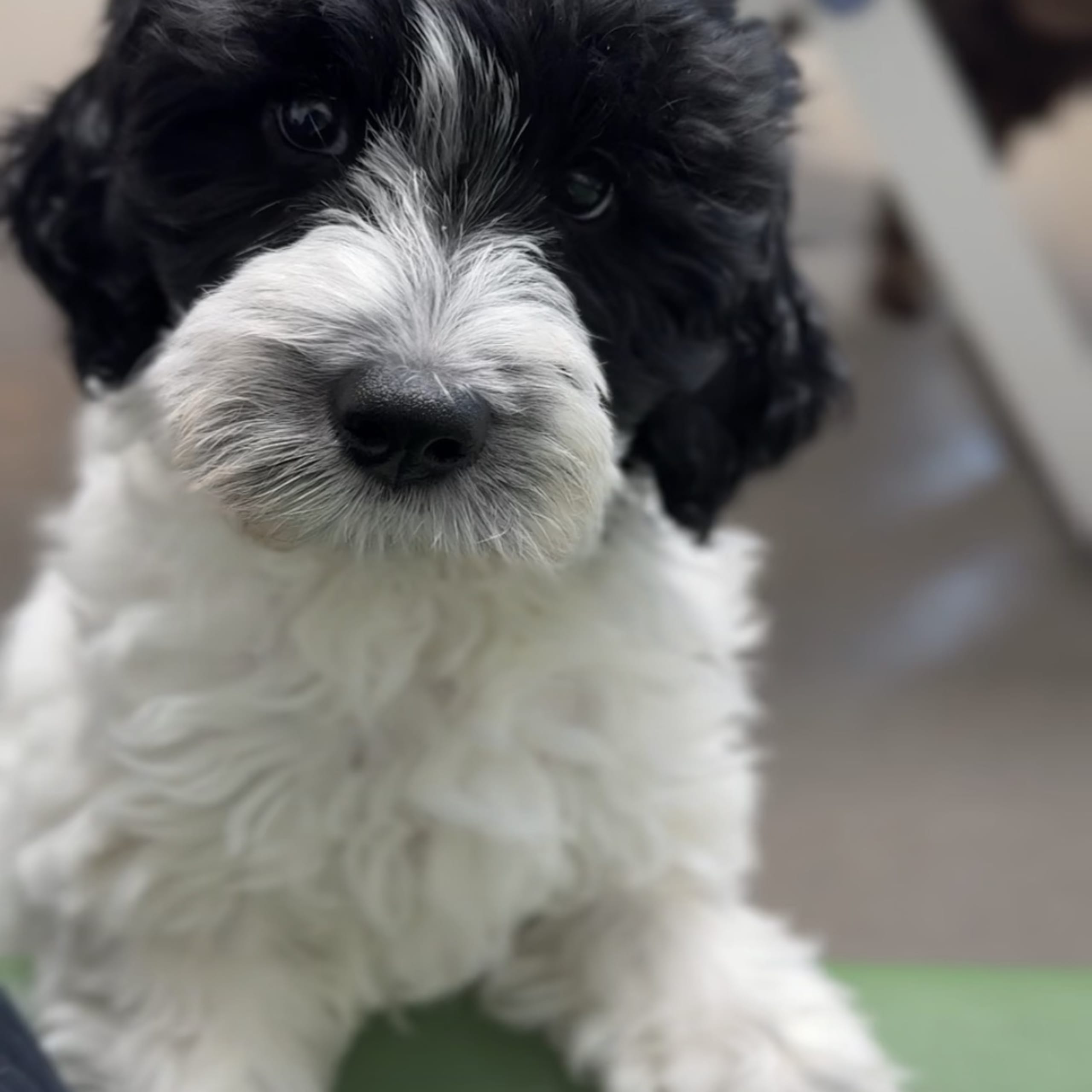 101 Labradoodles