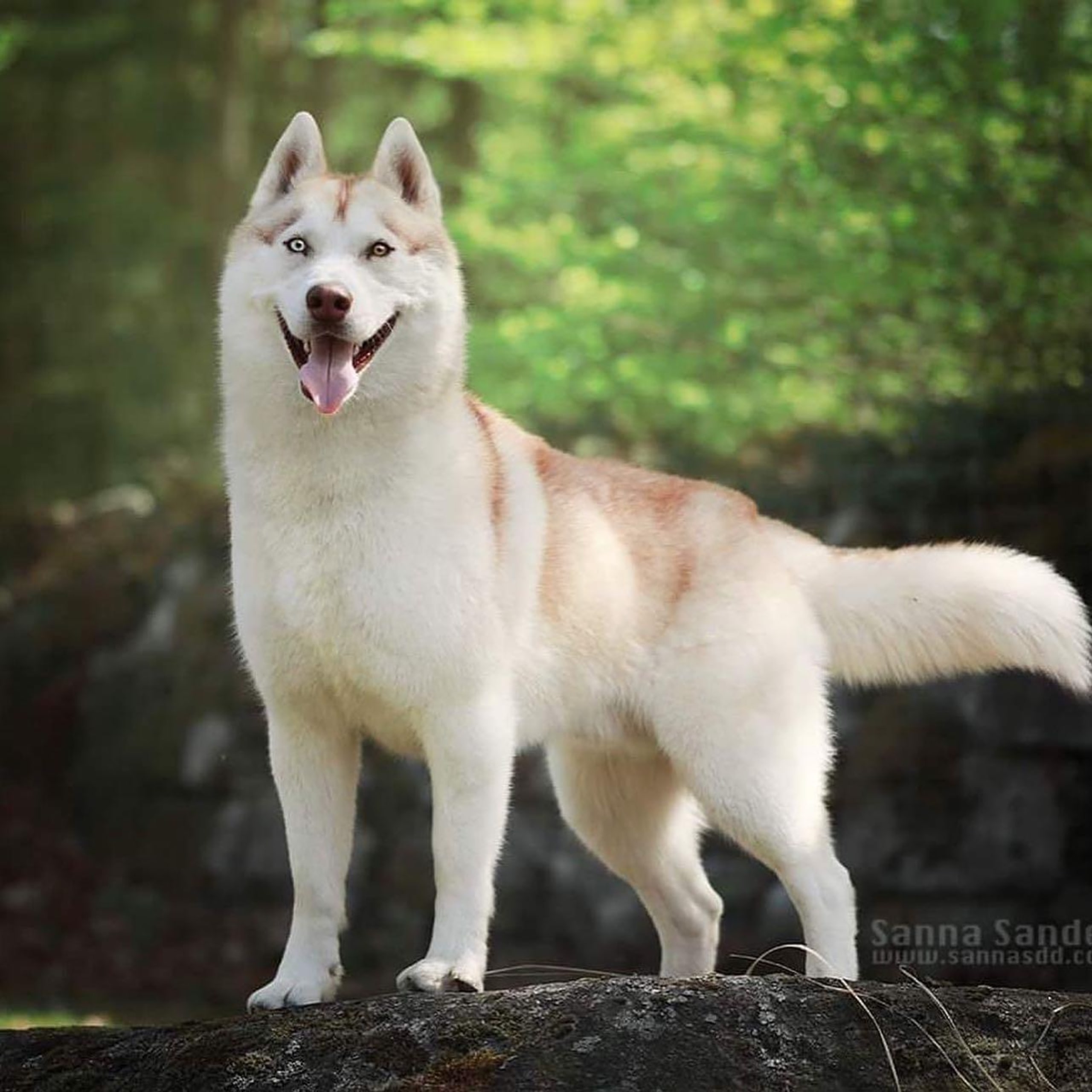 Fläderhaga’s Lovely Dogs