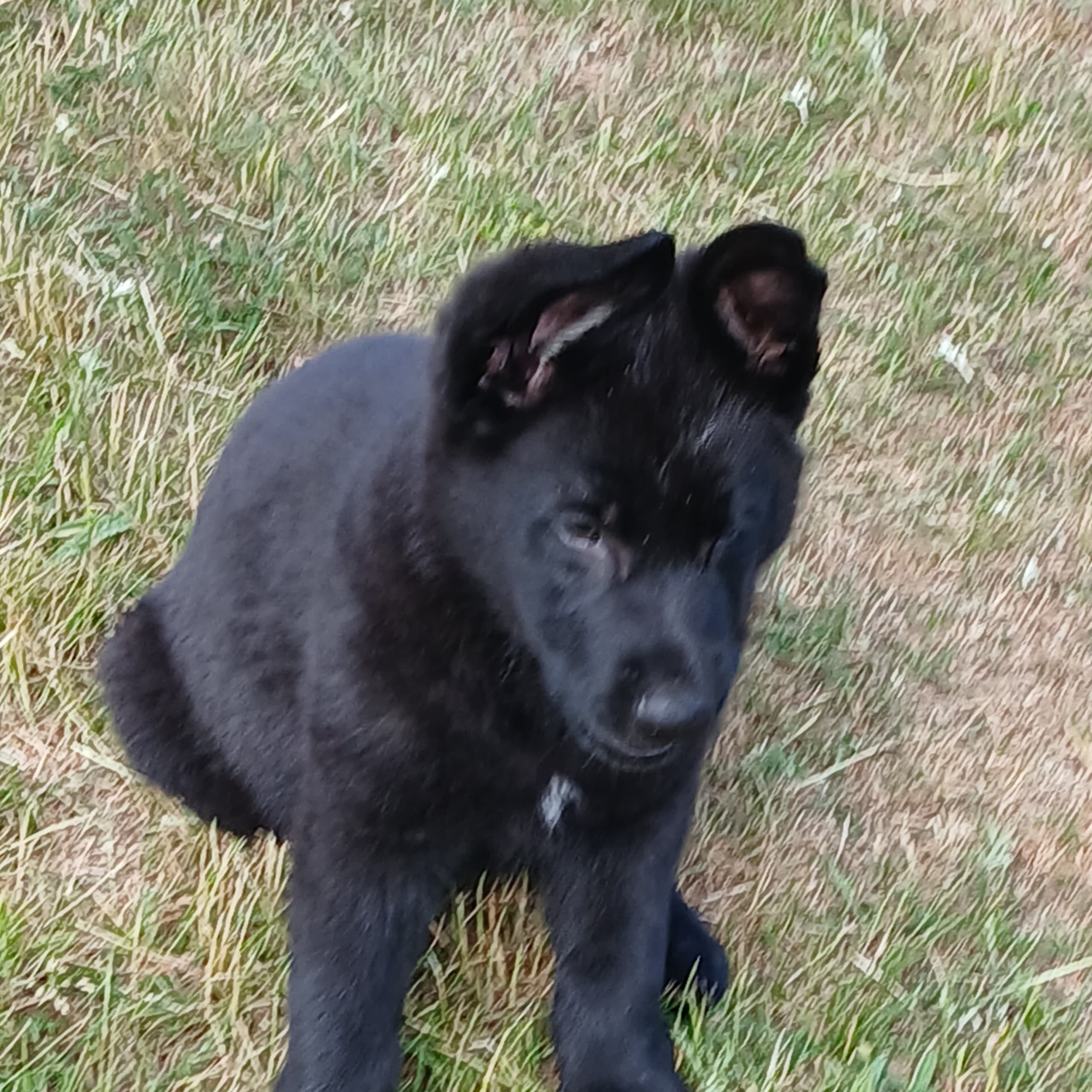 Kennel Snibor Anzi