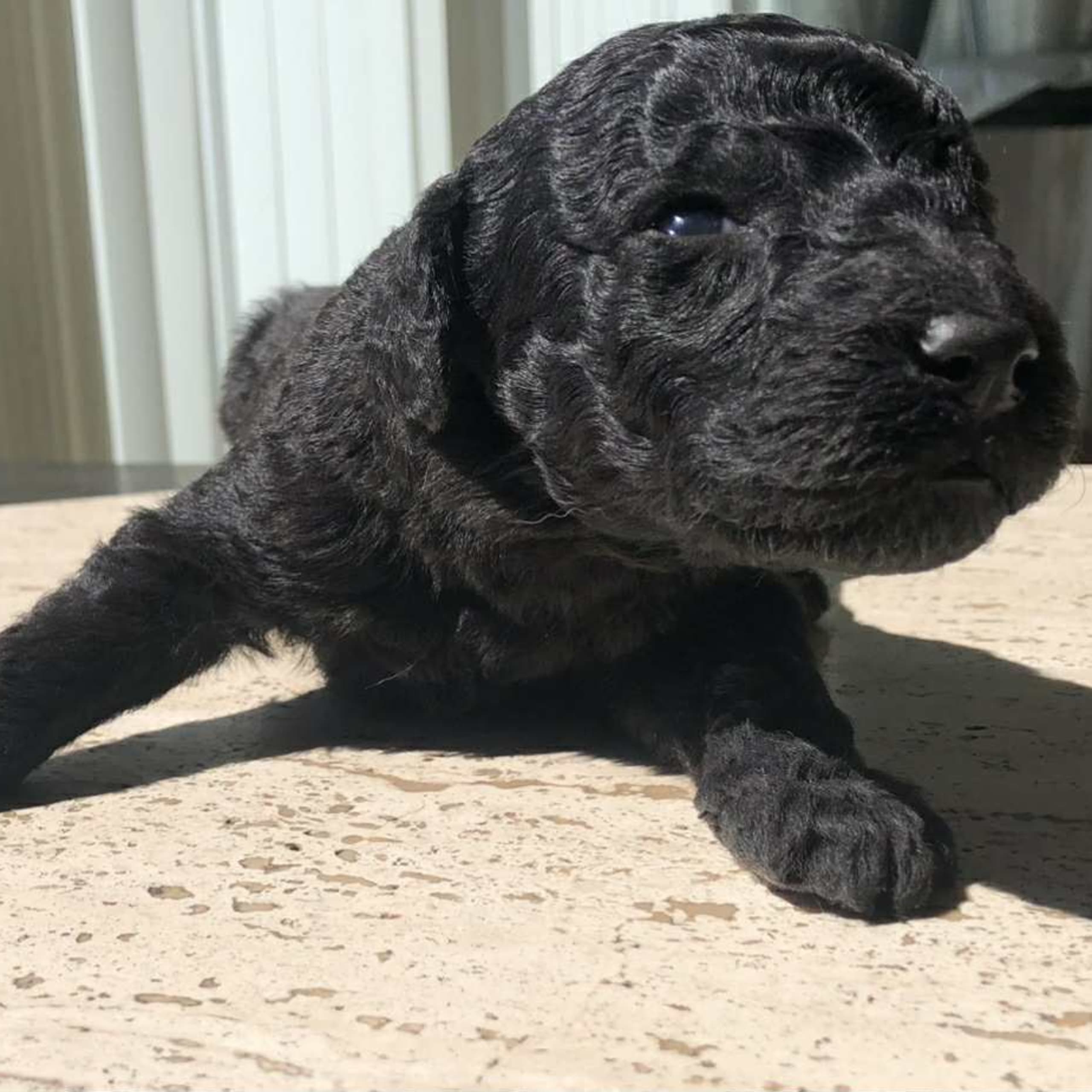 Fluffssons