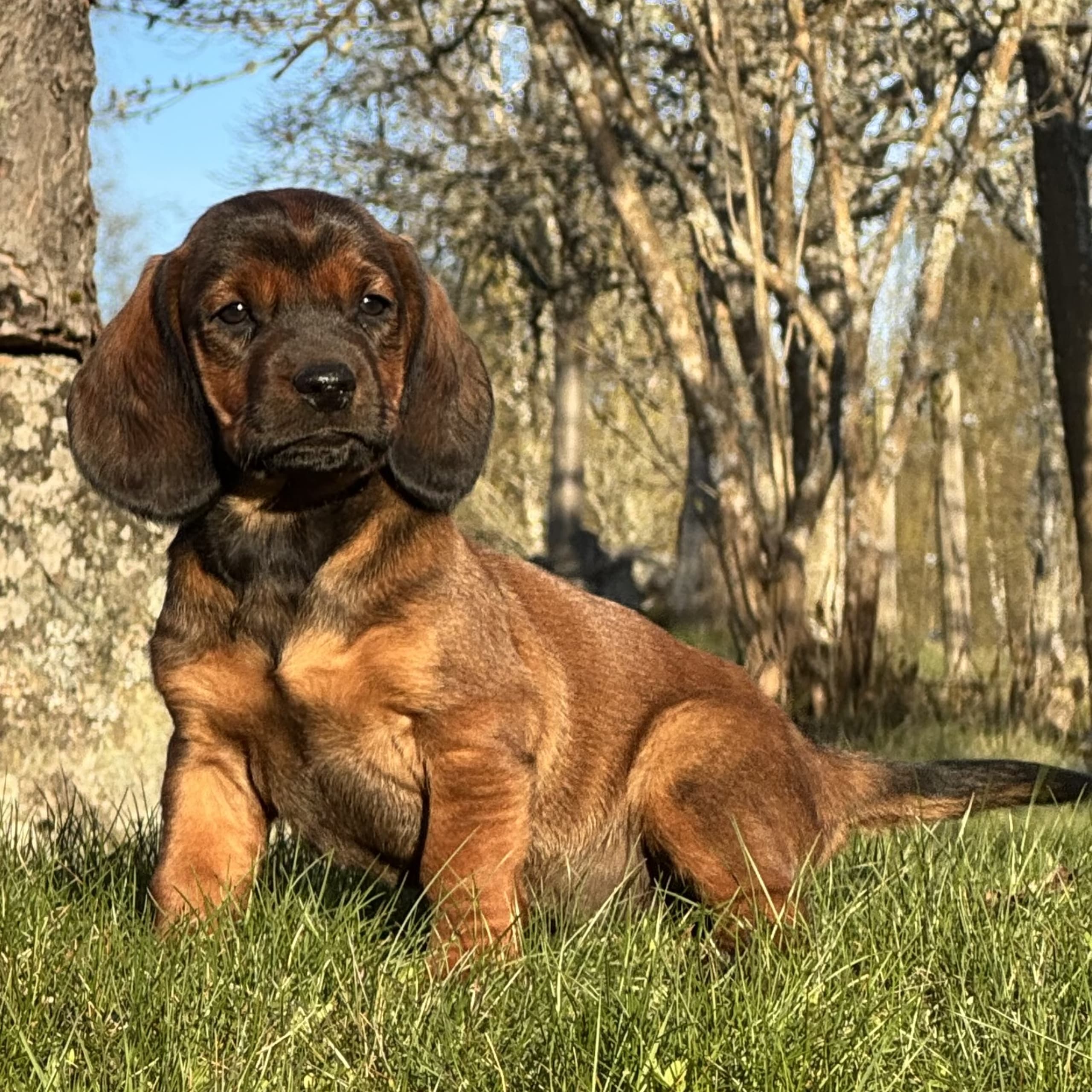 Karlsberg Bracke Kennel