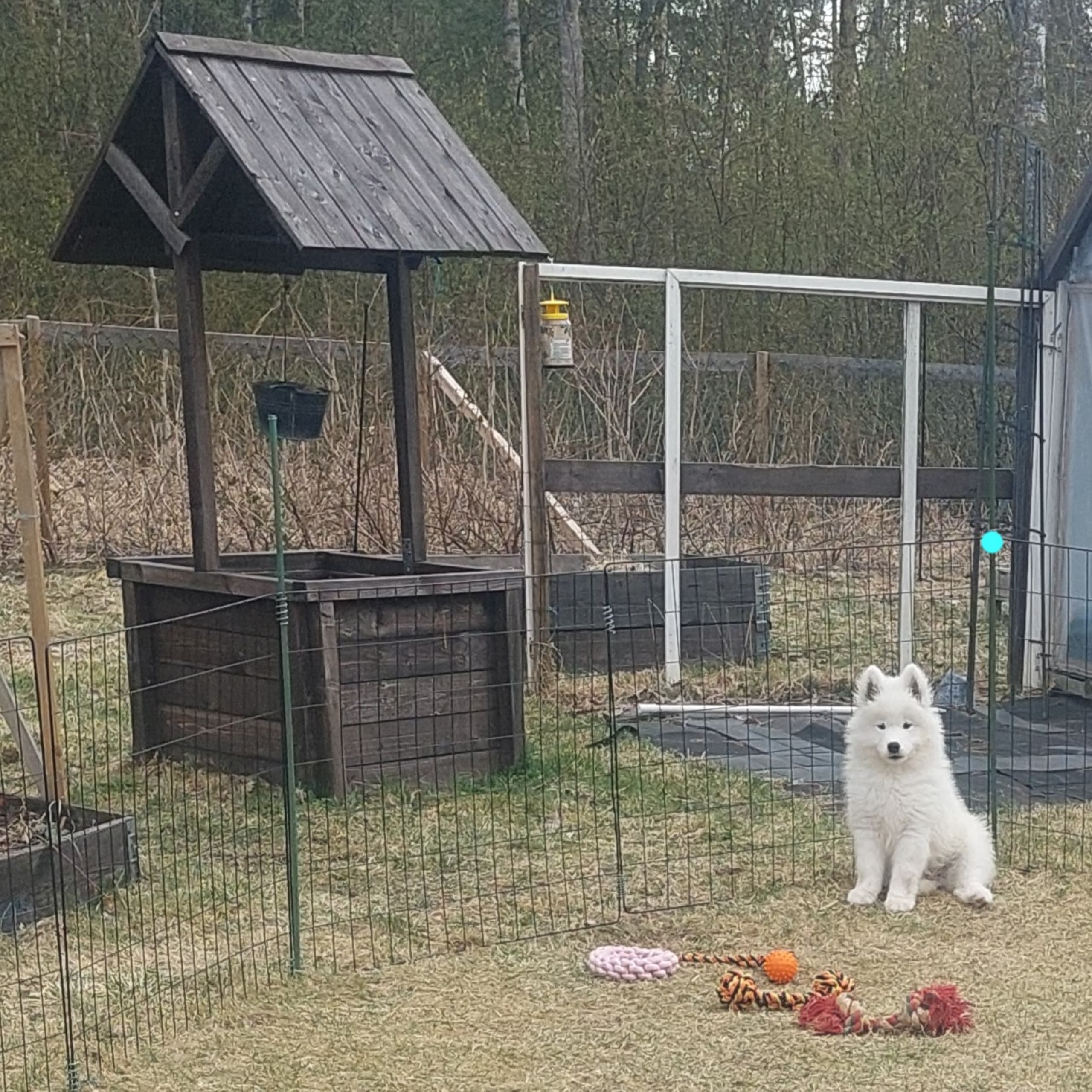 Polarbjörnen's kennel