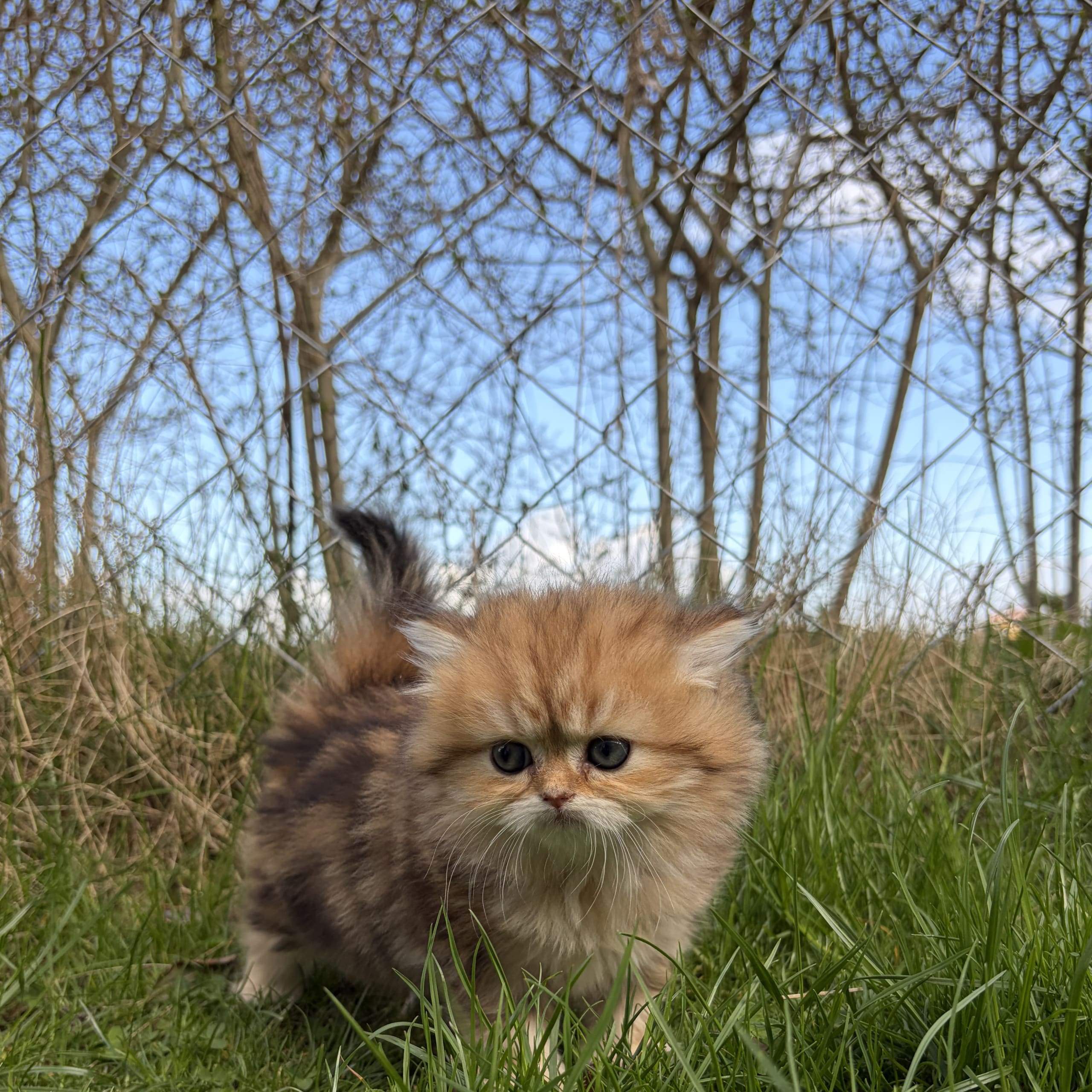 SE*Lilla Kattmakeriet