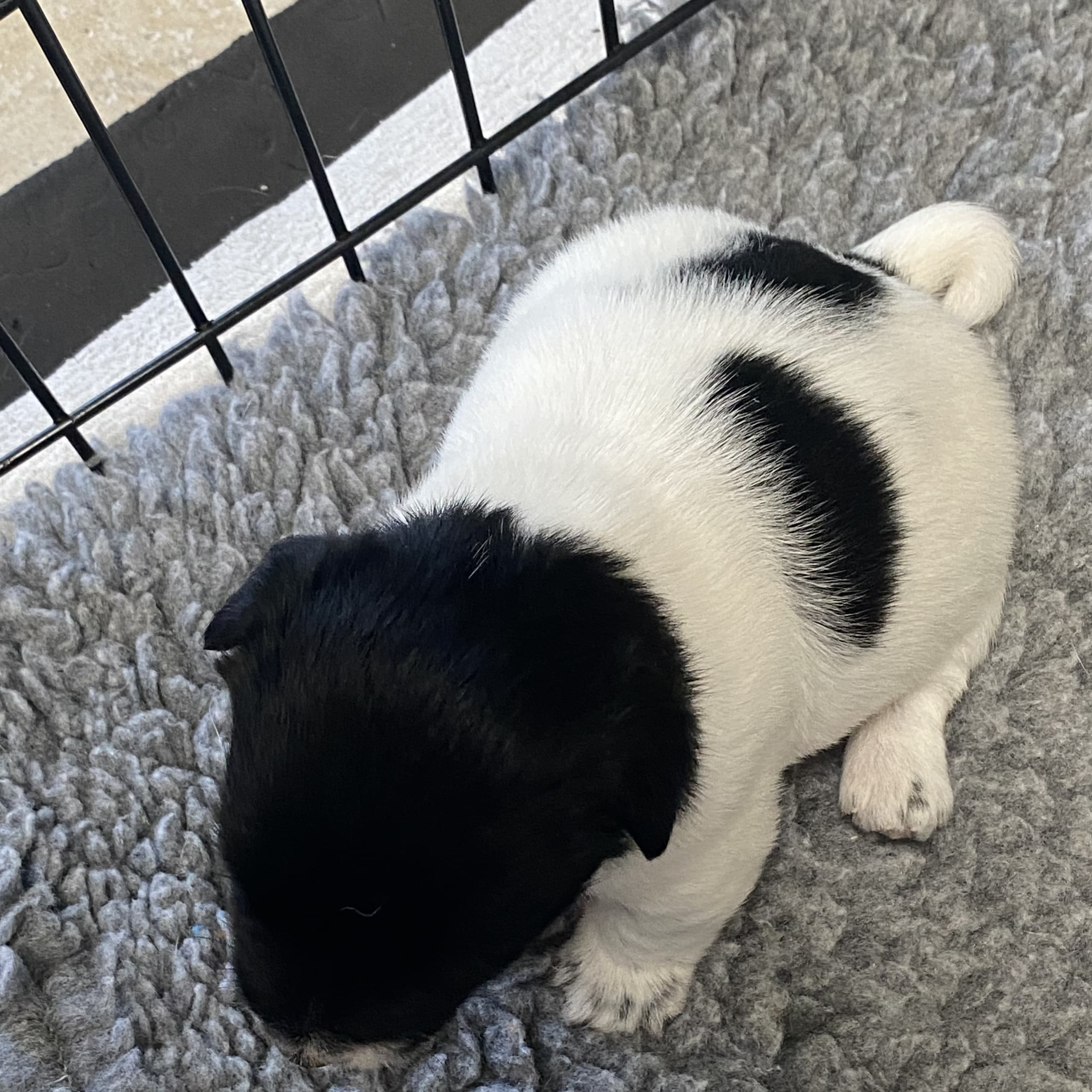 Kennel Beldio’s