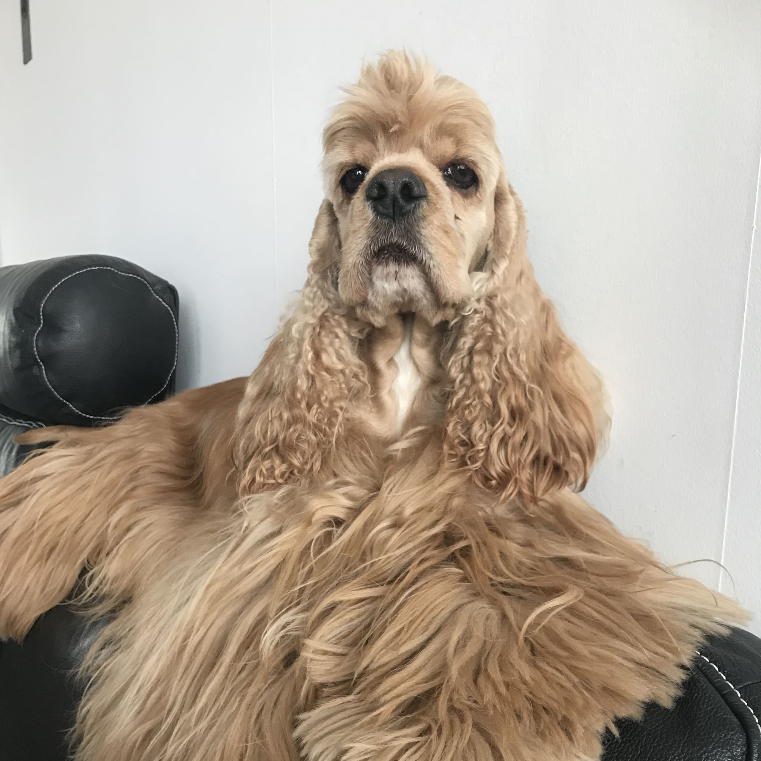 CU