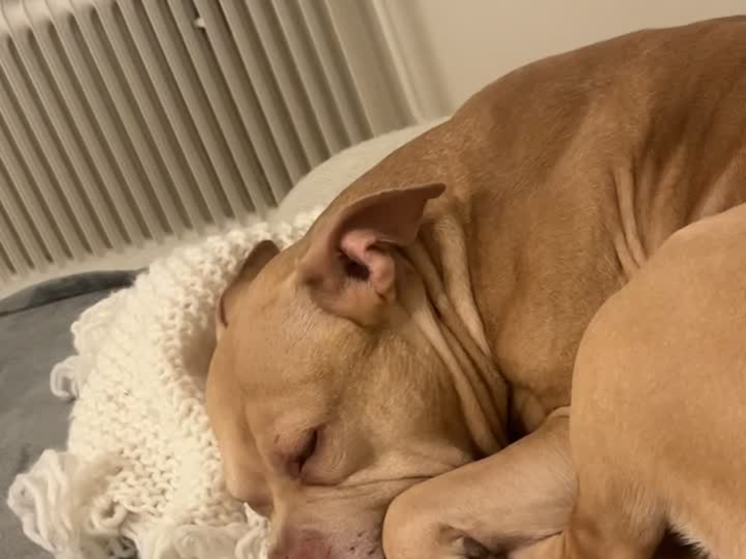 American bully · Malmö · Yasmine H.