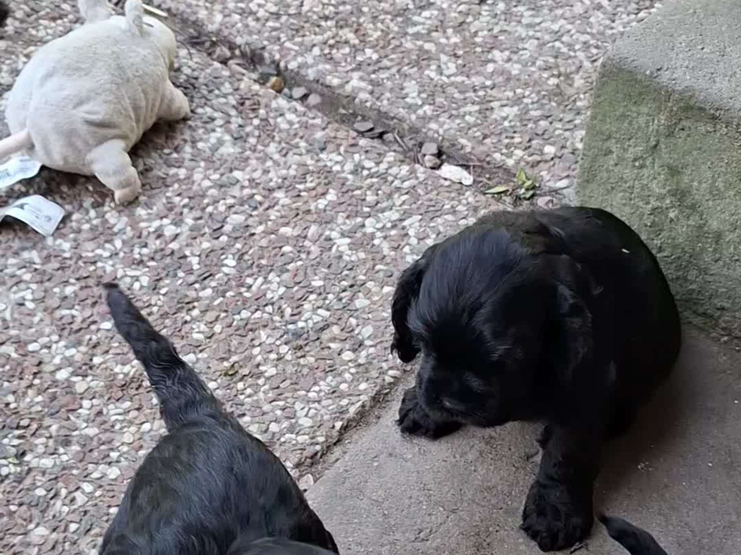 American Cocker Spaniel · Degerfors · Amerizells