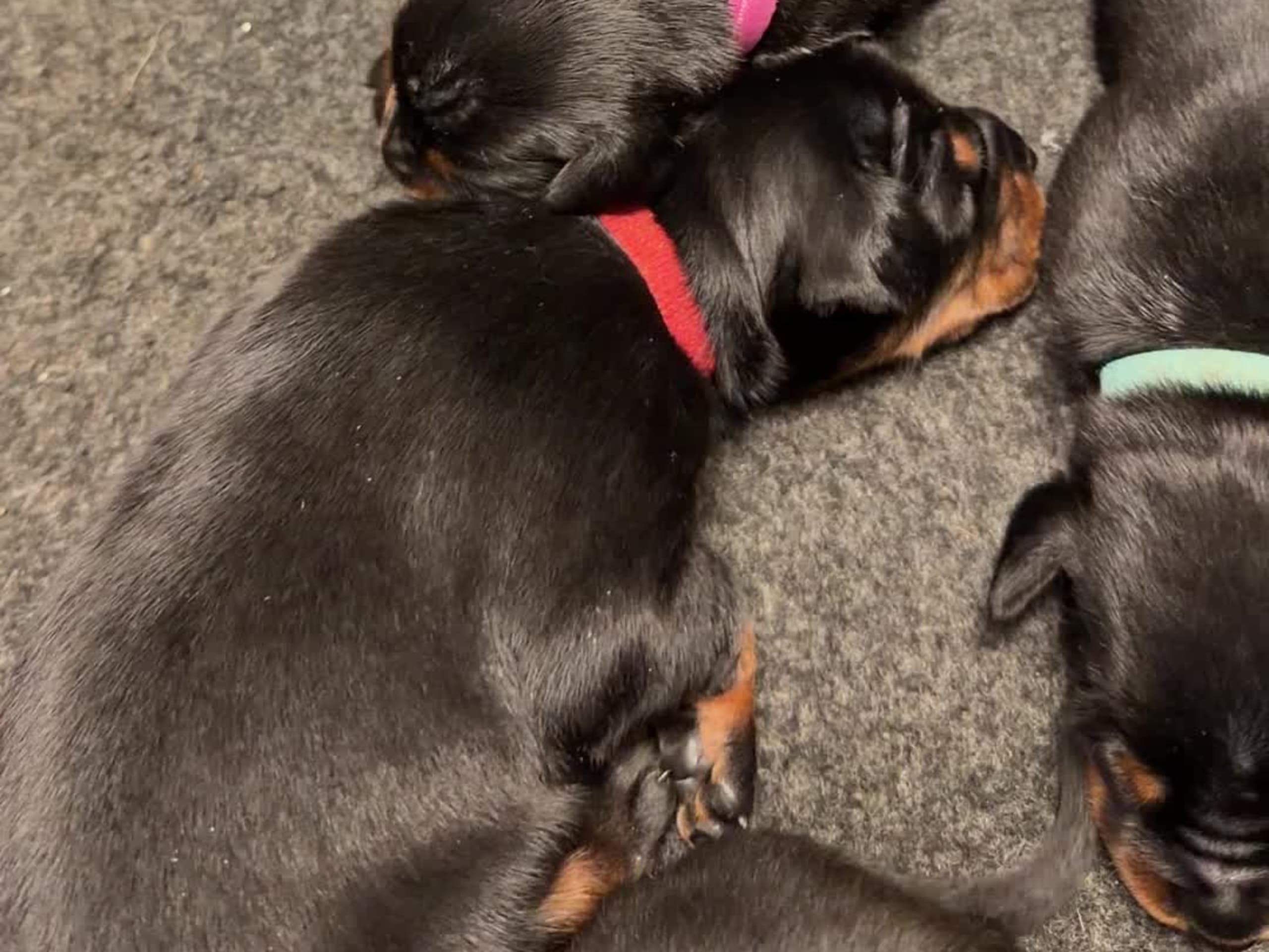 Dobermann · Falkenberg · Machien