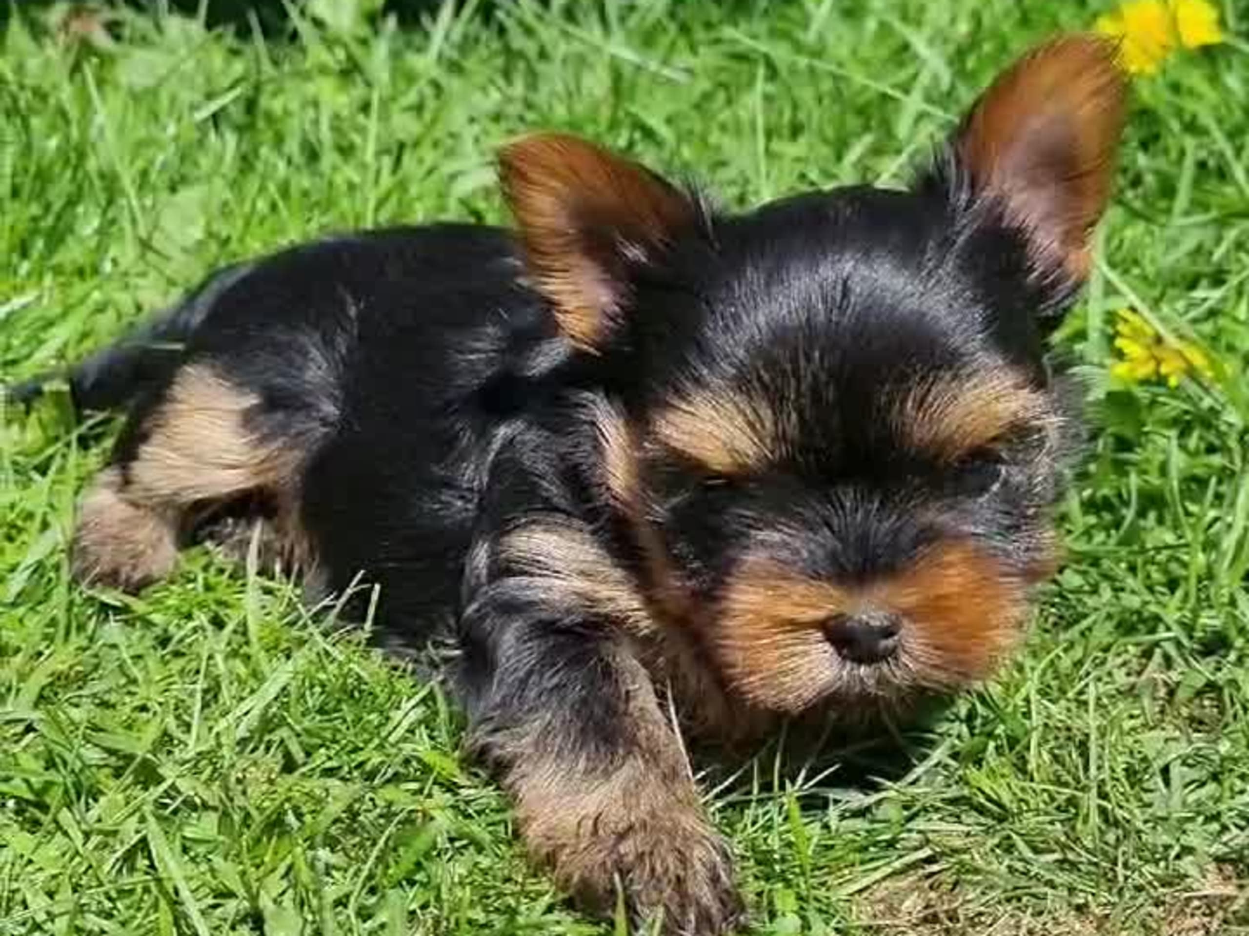 Yorkshireterrier · Kopparberg · Gacrux