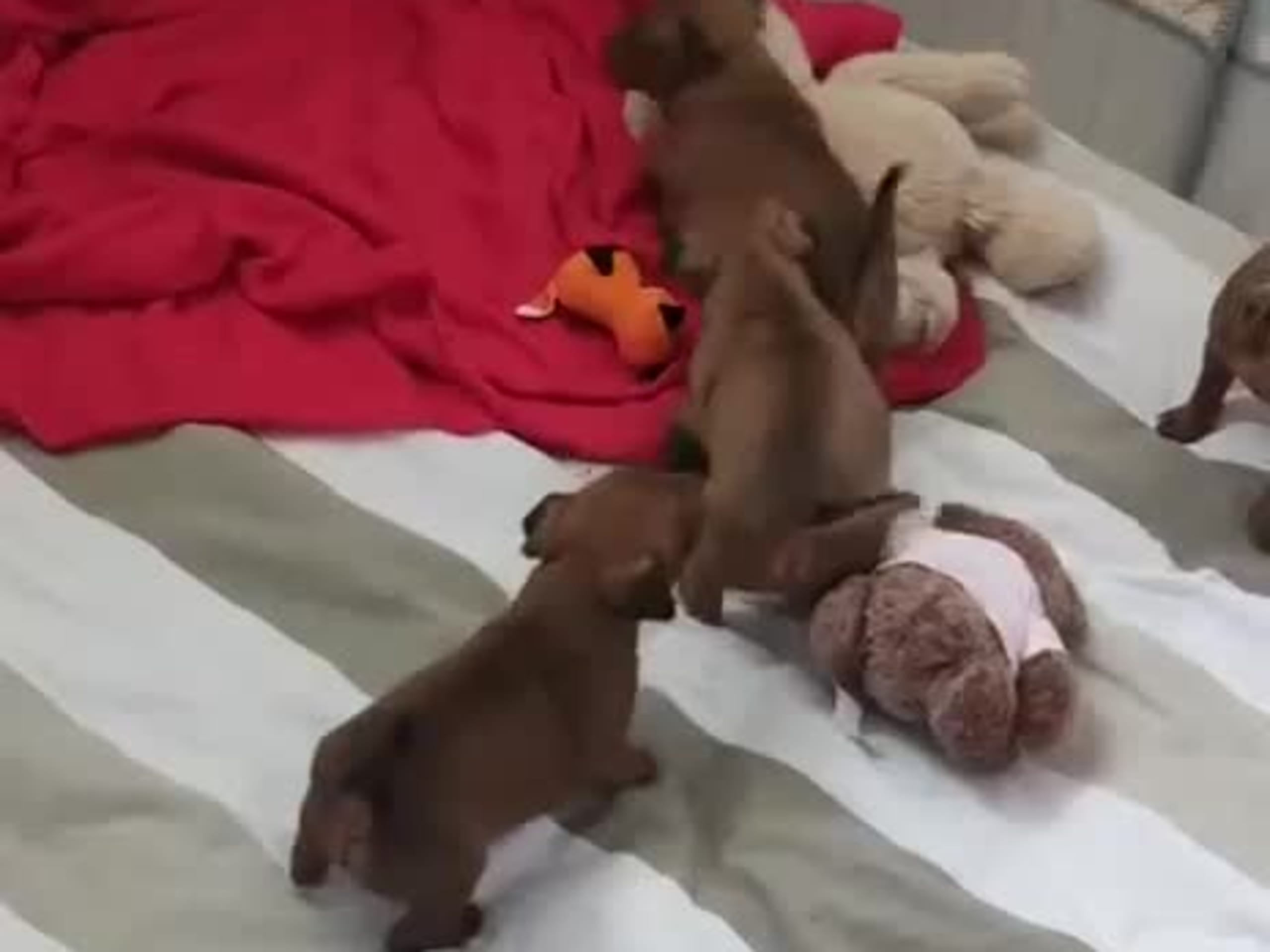 Dvergpinscher · Forsheda · Dvärgpinscher