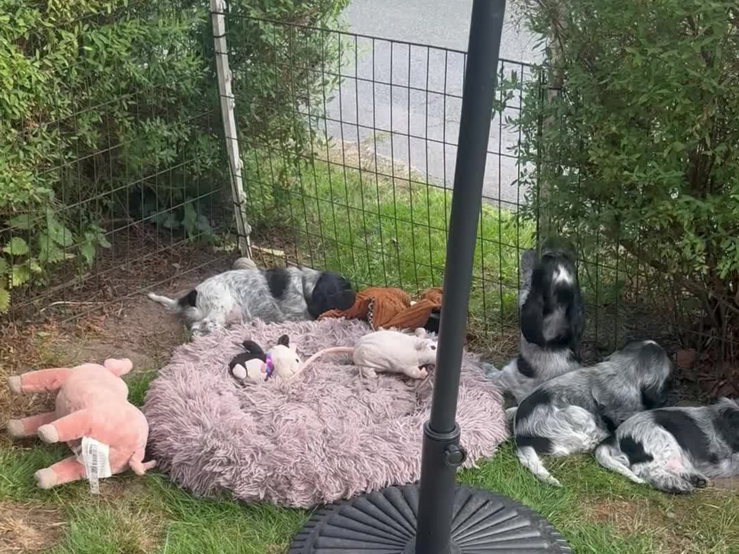 Cocker Spaniel · Villands Vånga · Katarina Håkansson