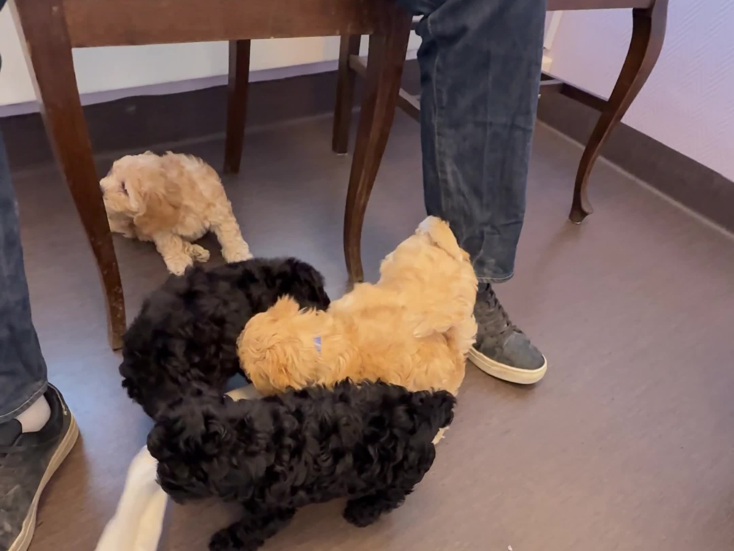Maltipoo · Leksand · Asp
