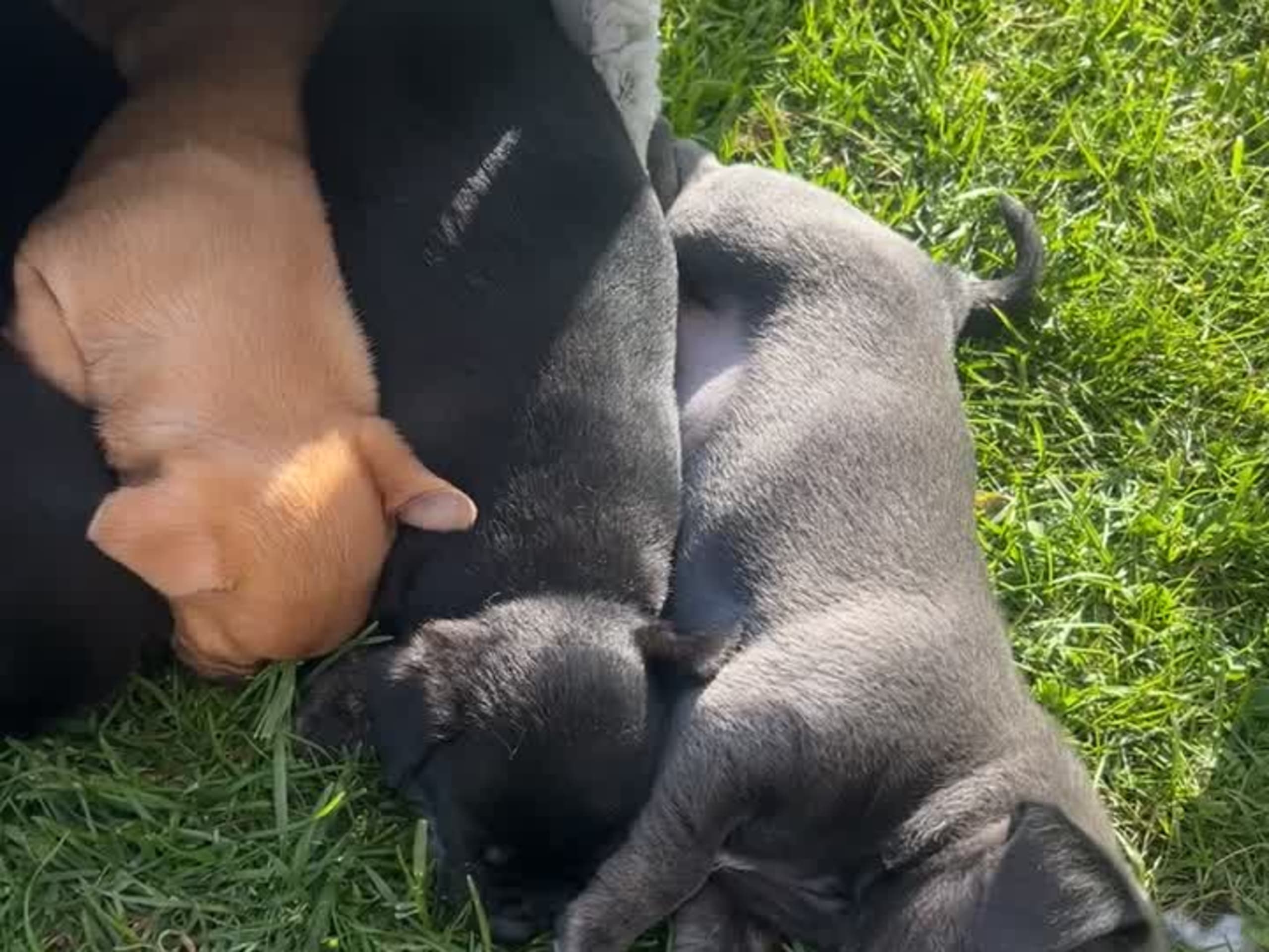 Chihuahua/Fransk bulldog · Vallda · Anna B.