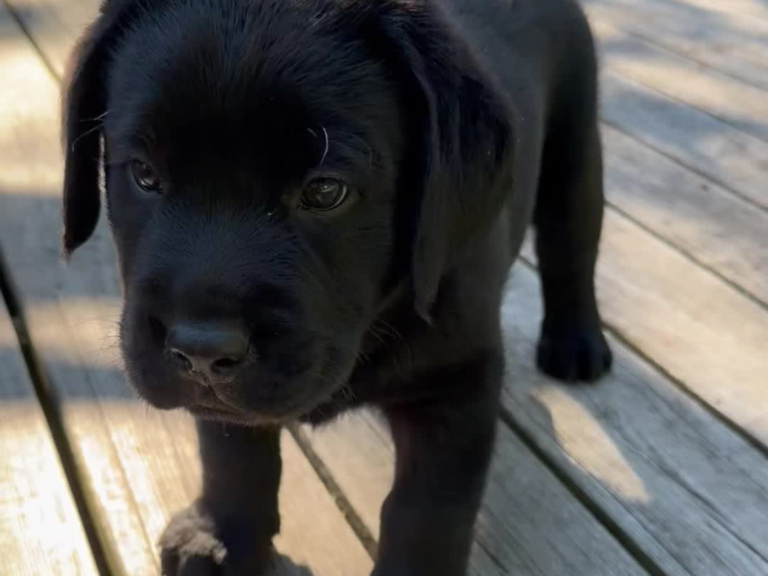 Labrador Retriever · Värmdö · Kennel Eyegrip’s