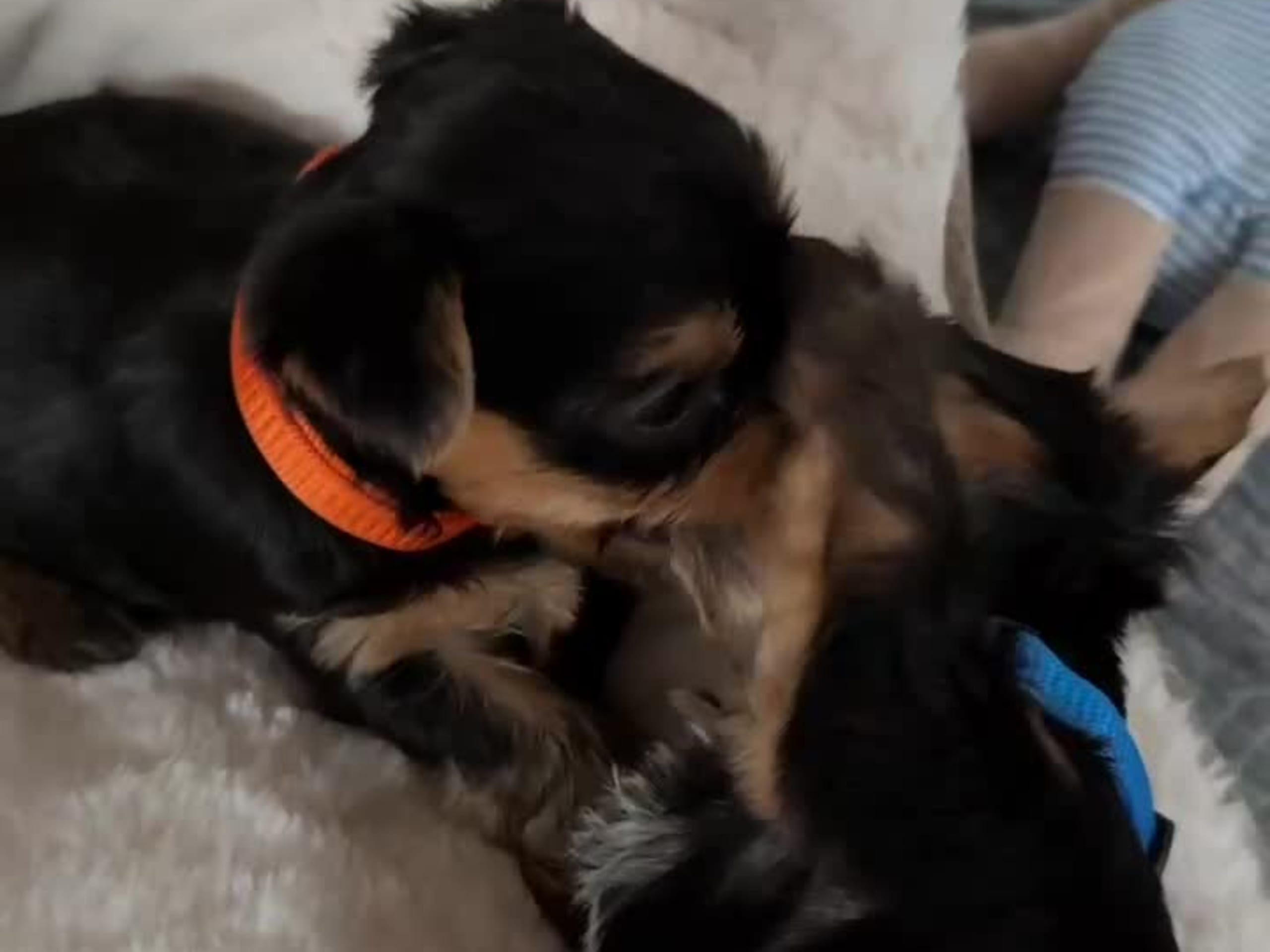 Yorkshire Terrier · Brande · Elin N.