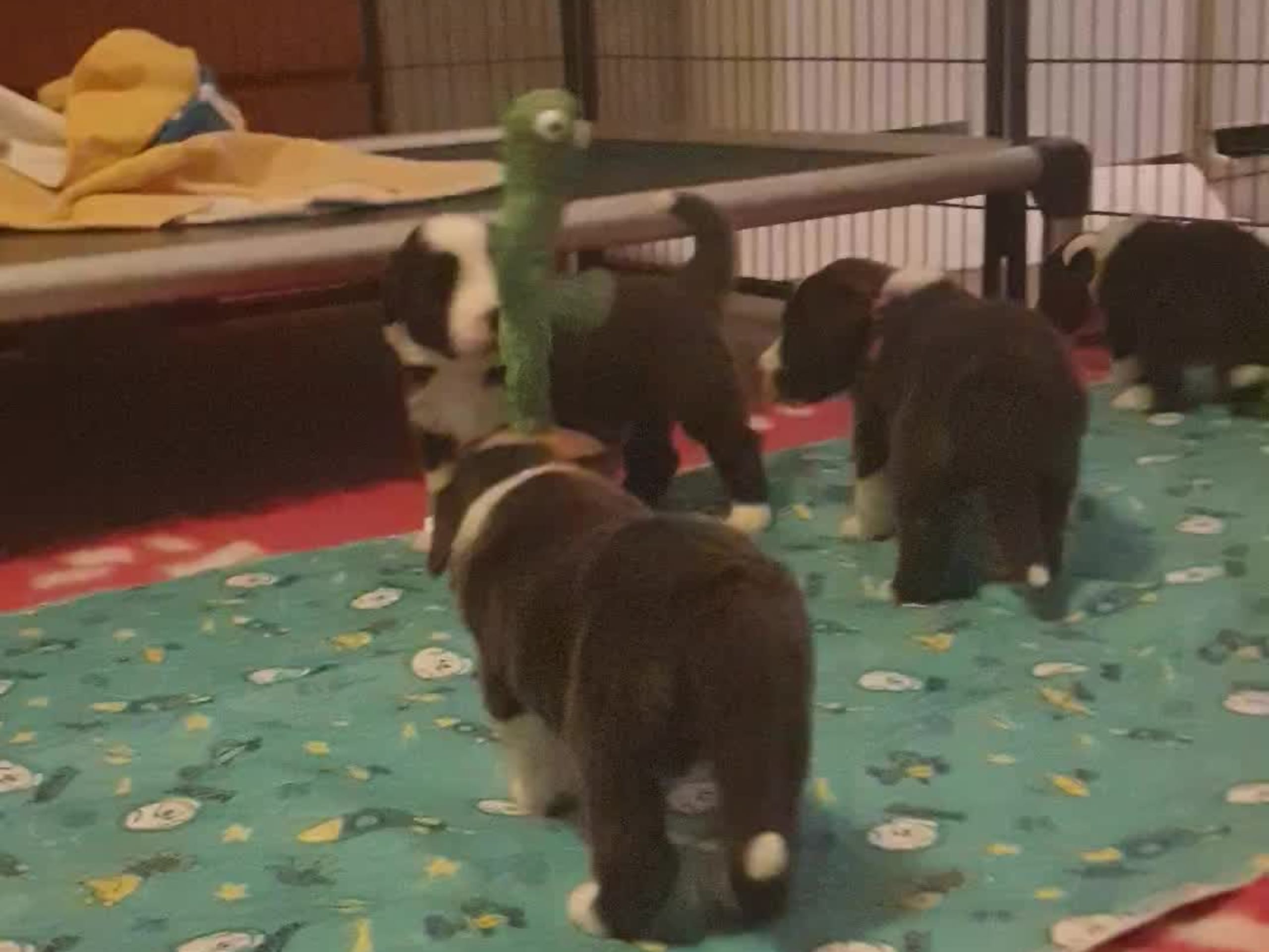 Bearded collie · Åskloster · Kennel Happy Landing