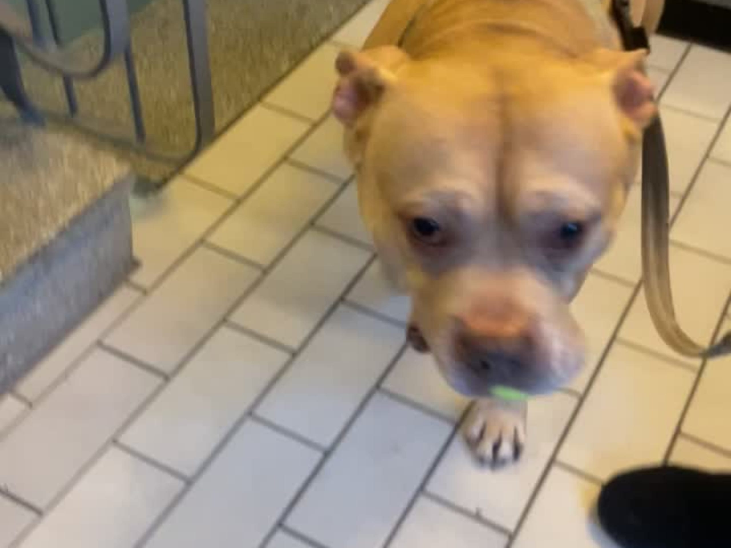American bully · Malmö · Yasmine H.