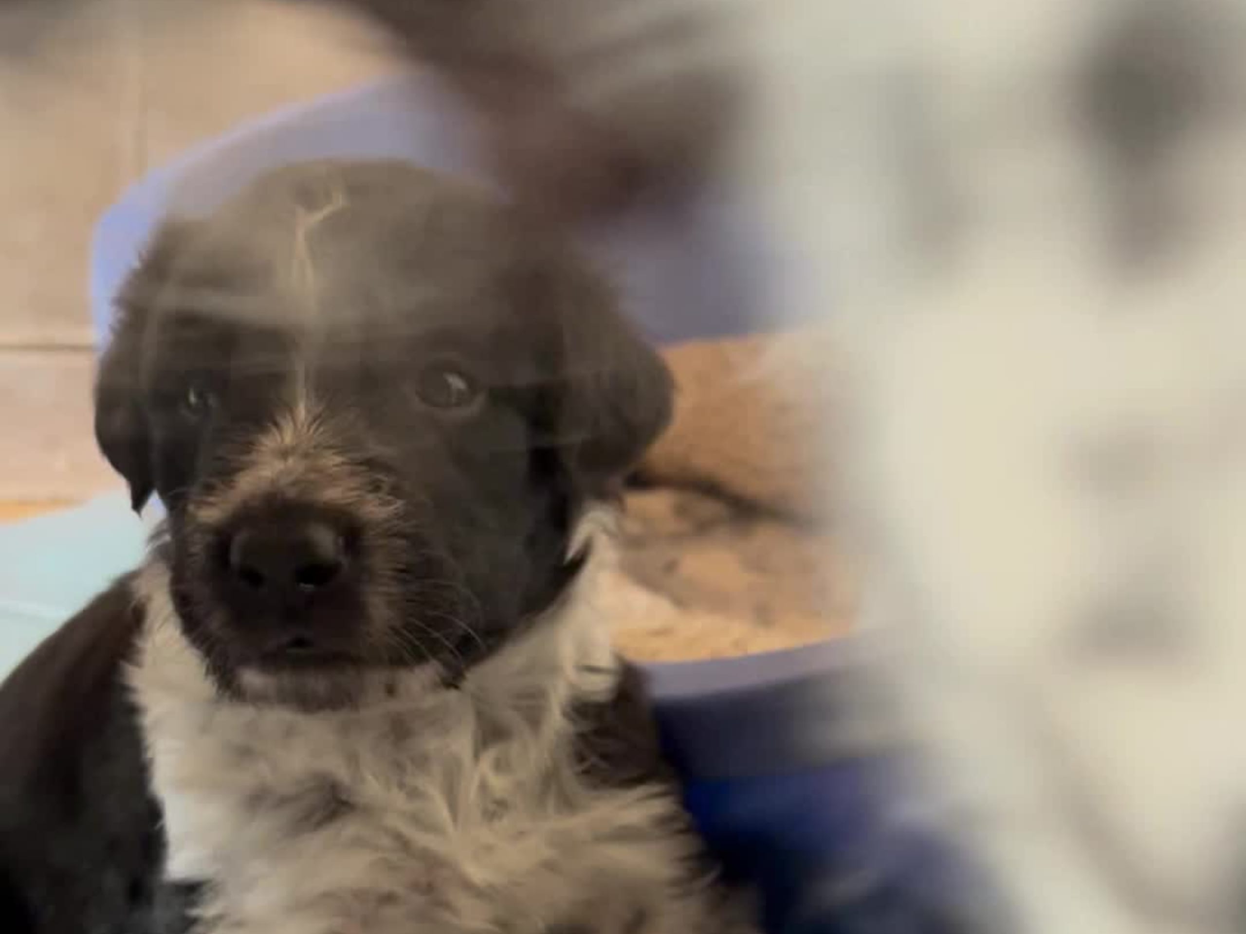 Border colliemix · östhammar · Ranch Siikavaara