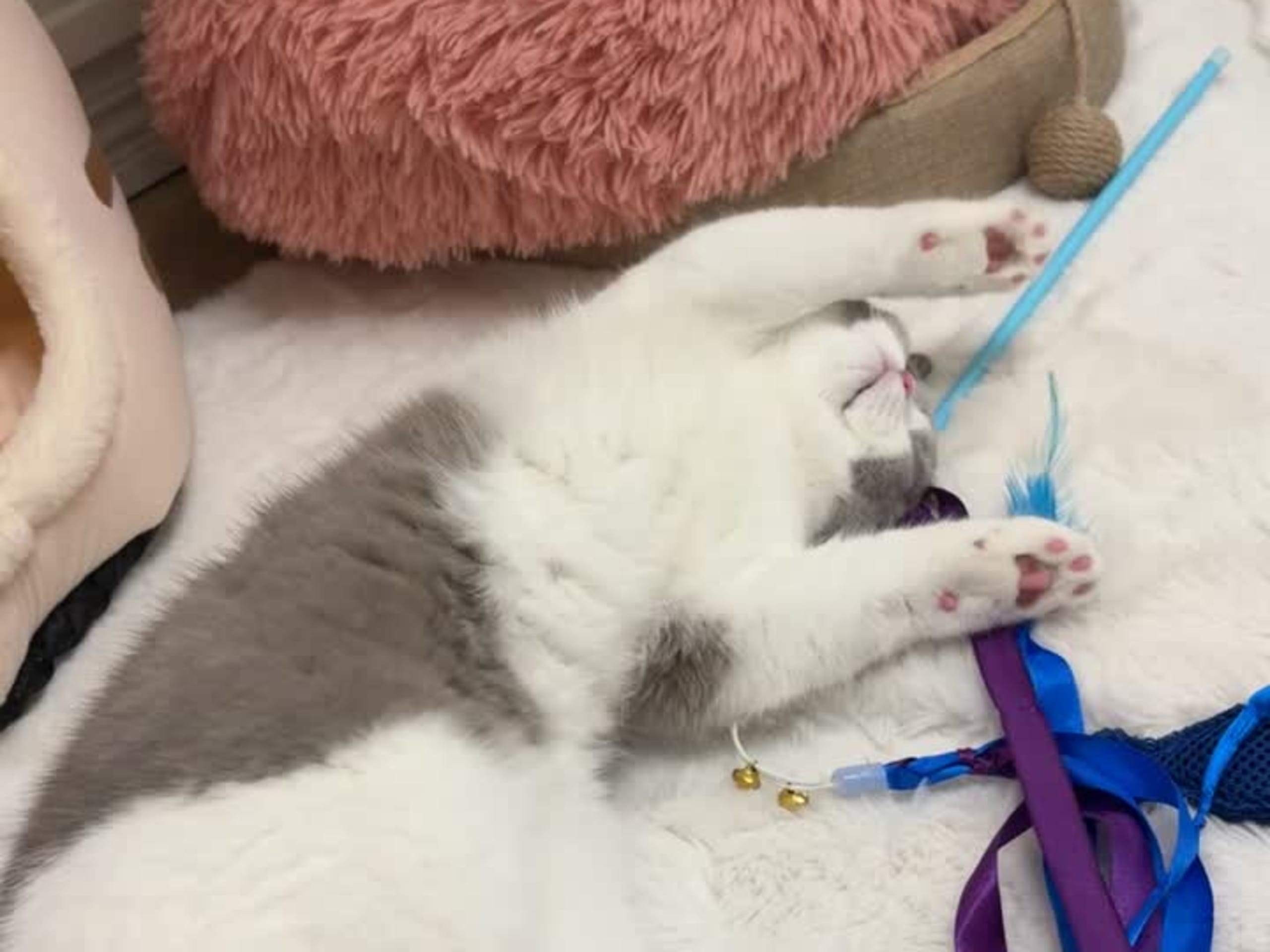 British Shorthair · Hässelby · Miranda M.