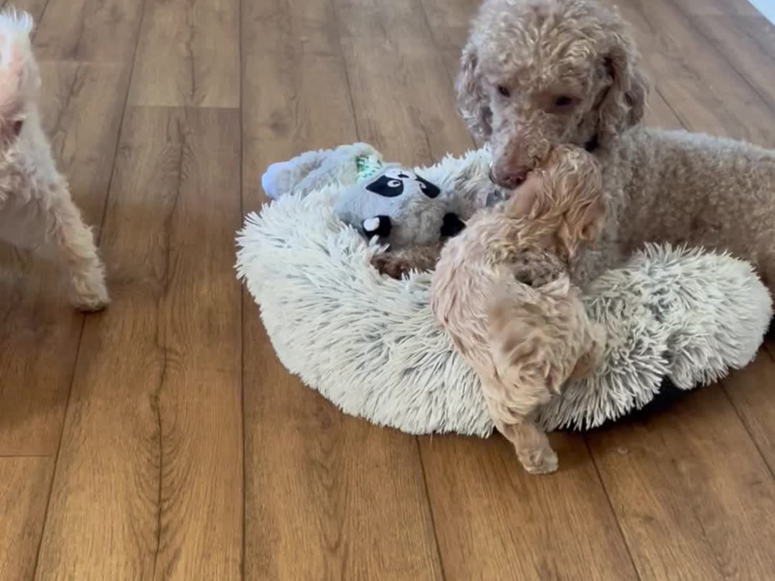 Maltipoo · ängelholm · Jessica S.