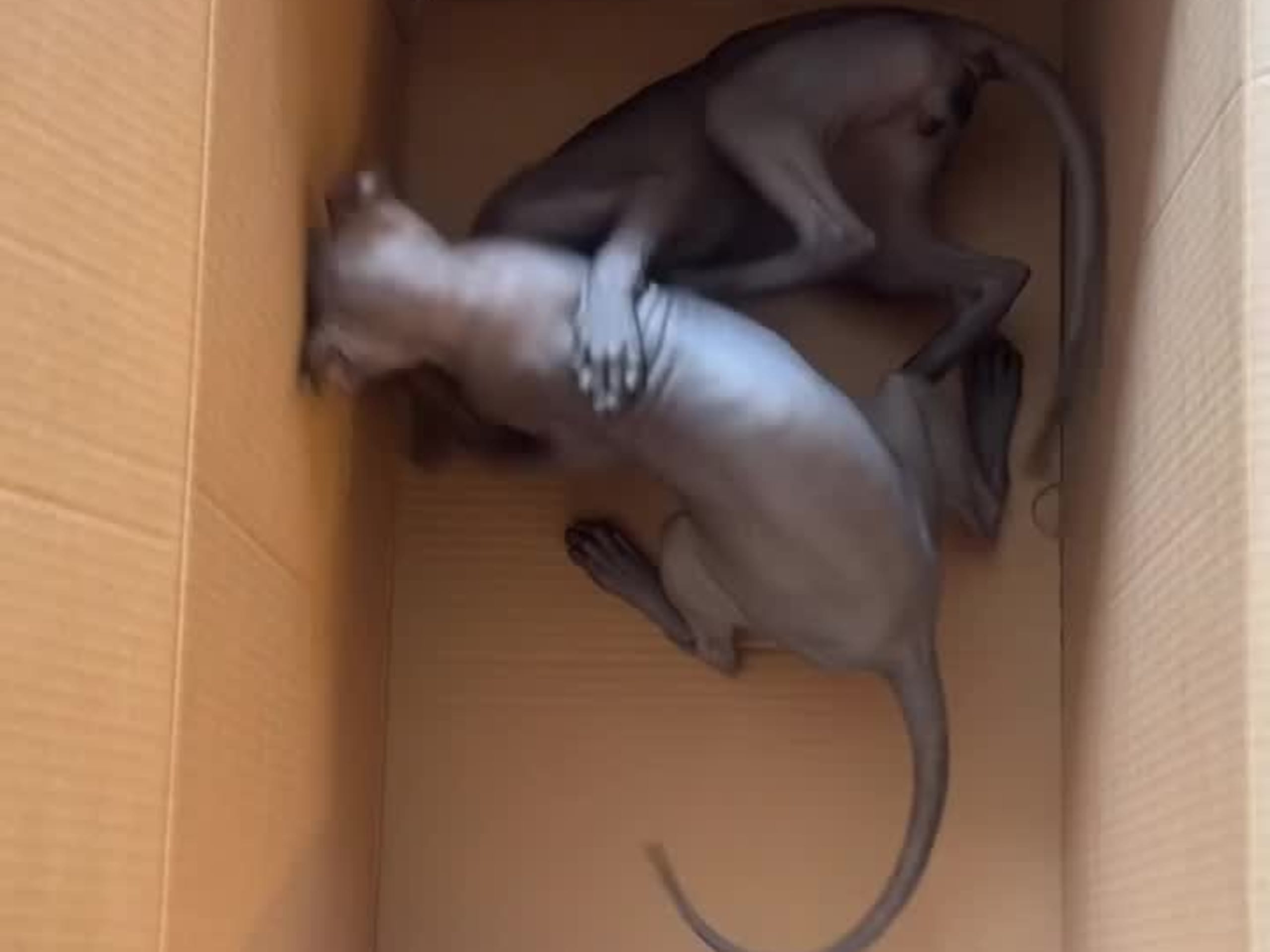 Sphynx · Karlstad · Elvira K.