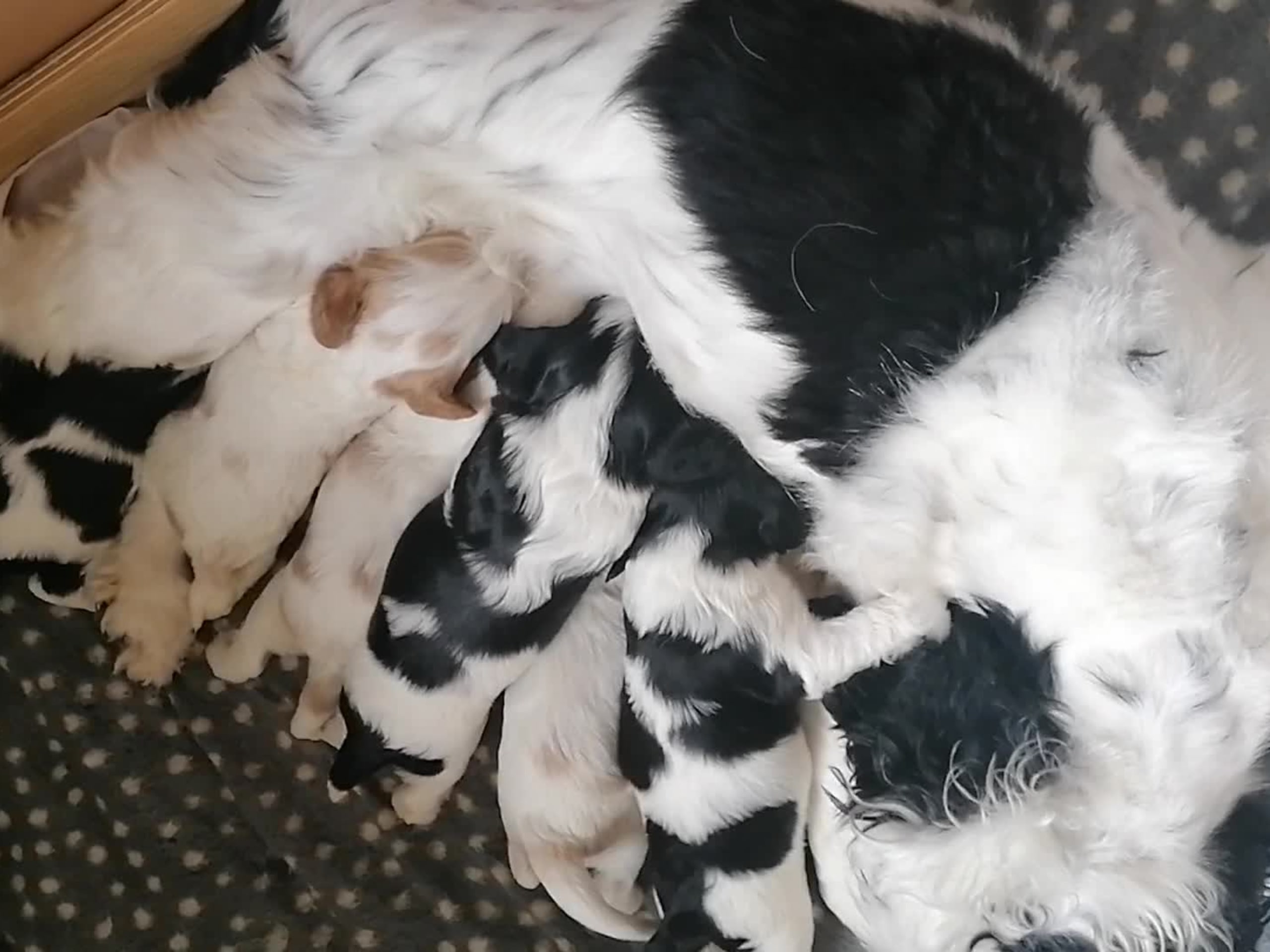 Amerikansk cockerspaniel Kavaljer King Charles Spaniel · Lövstabruk · Irene M.