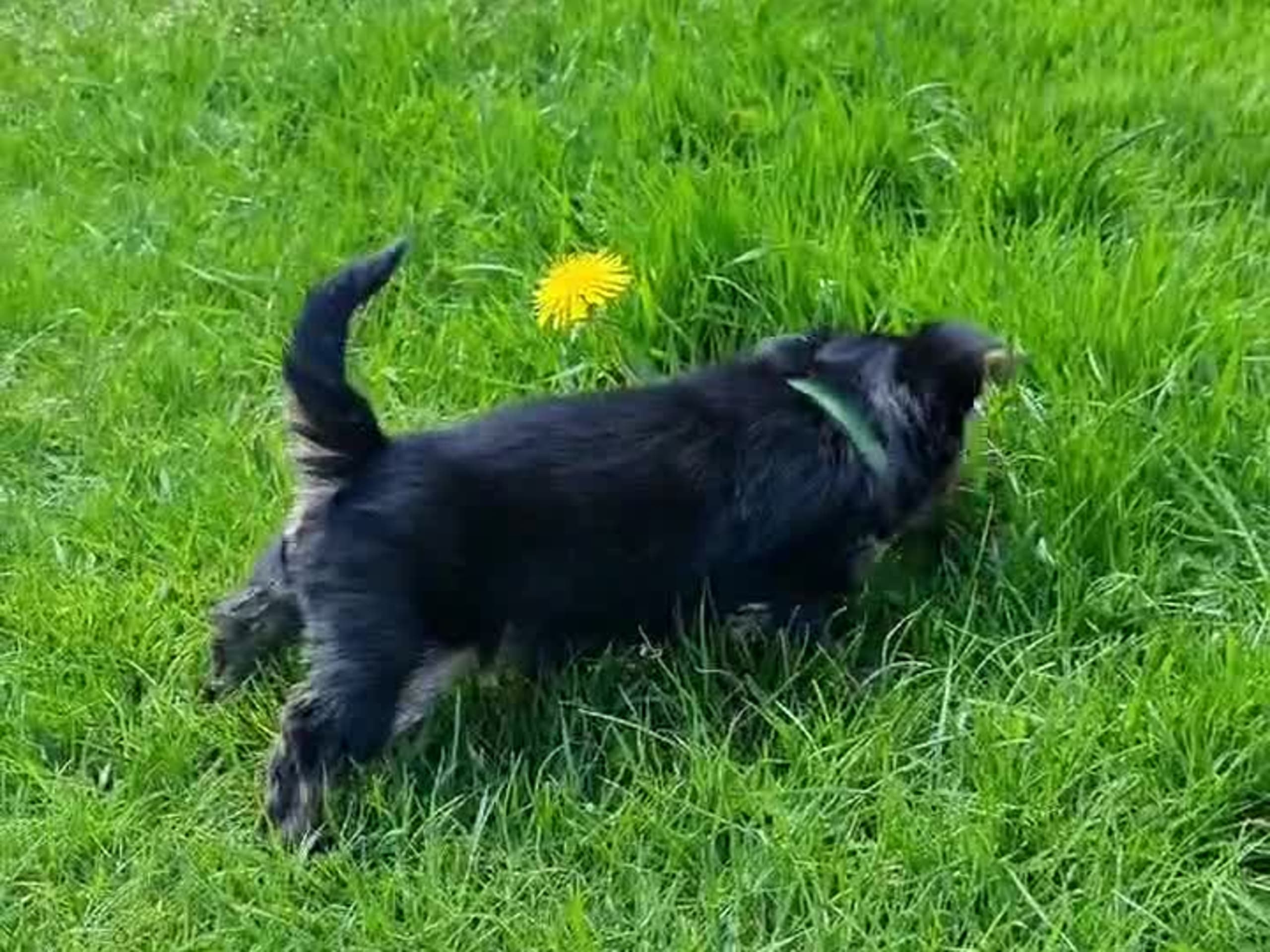 Yorkshireterrier · Kopparberg · Gacrux