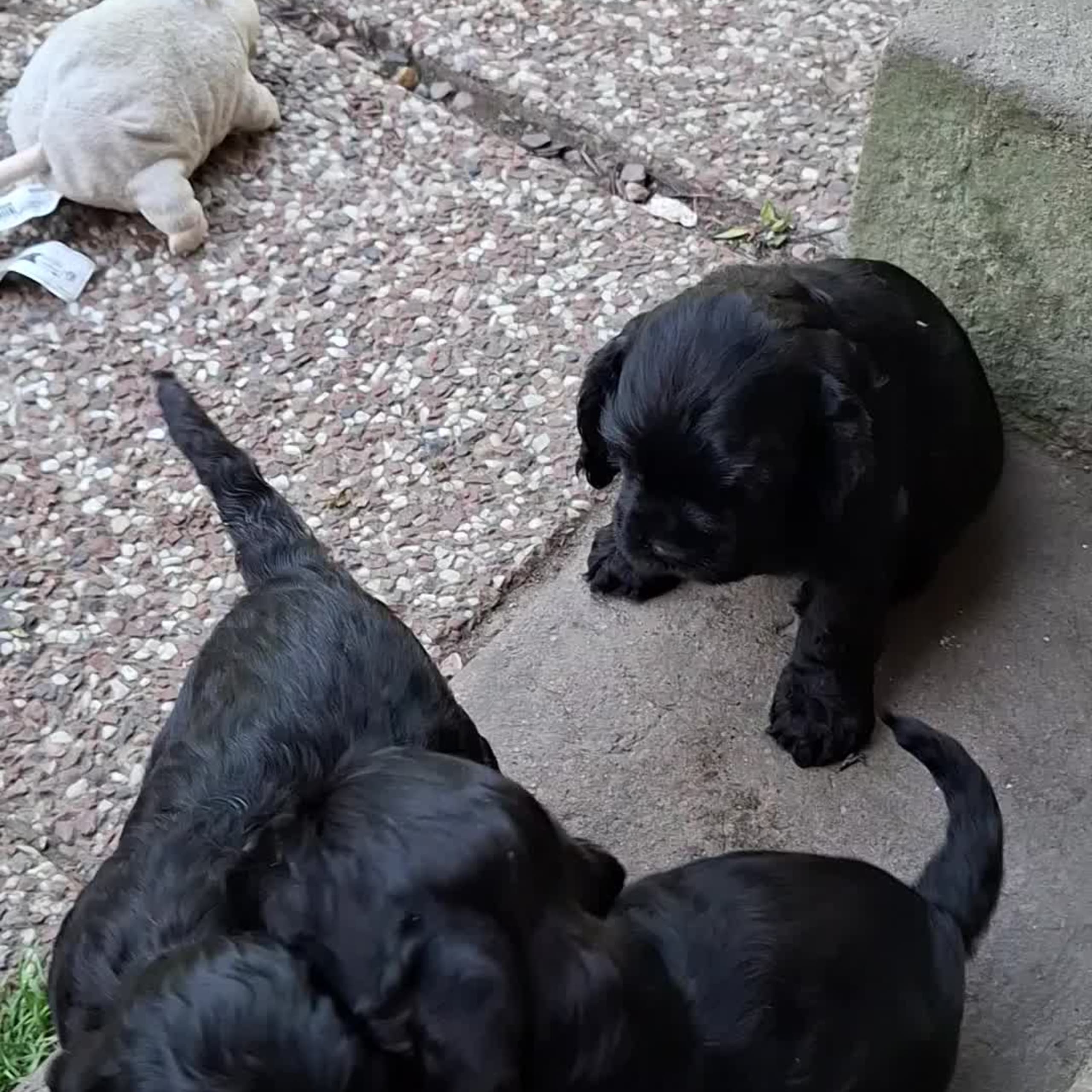 Amerikansk cocker spaniel