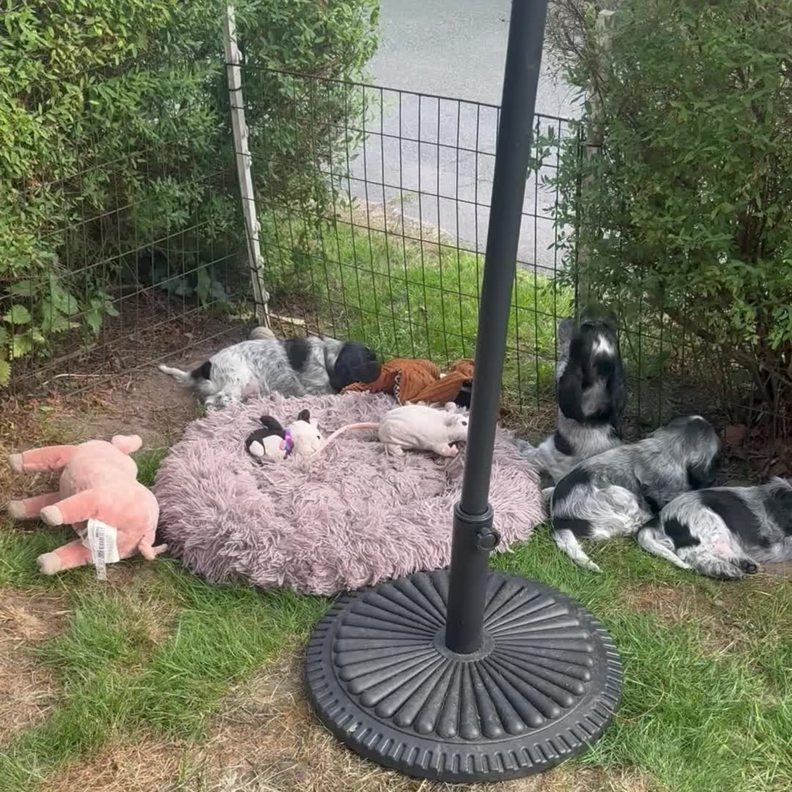 Cocker spaniel