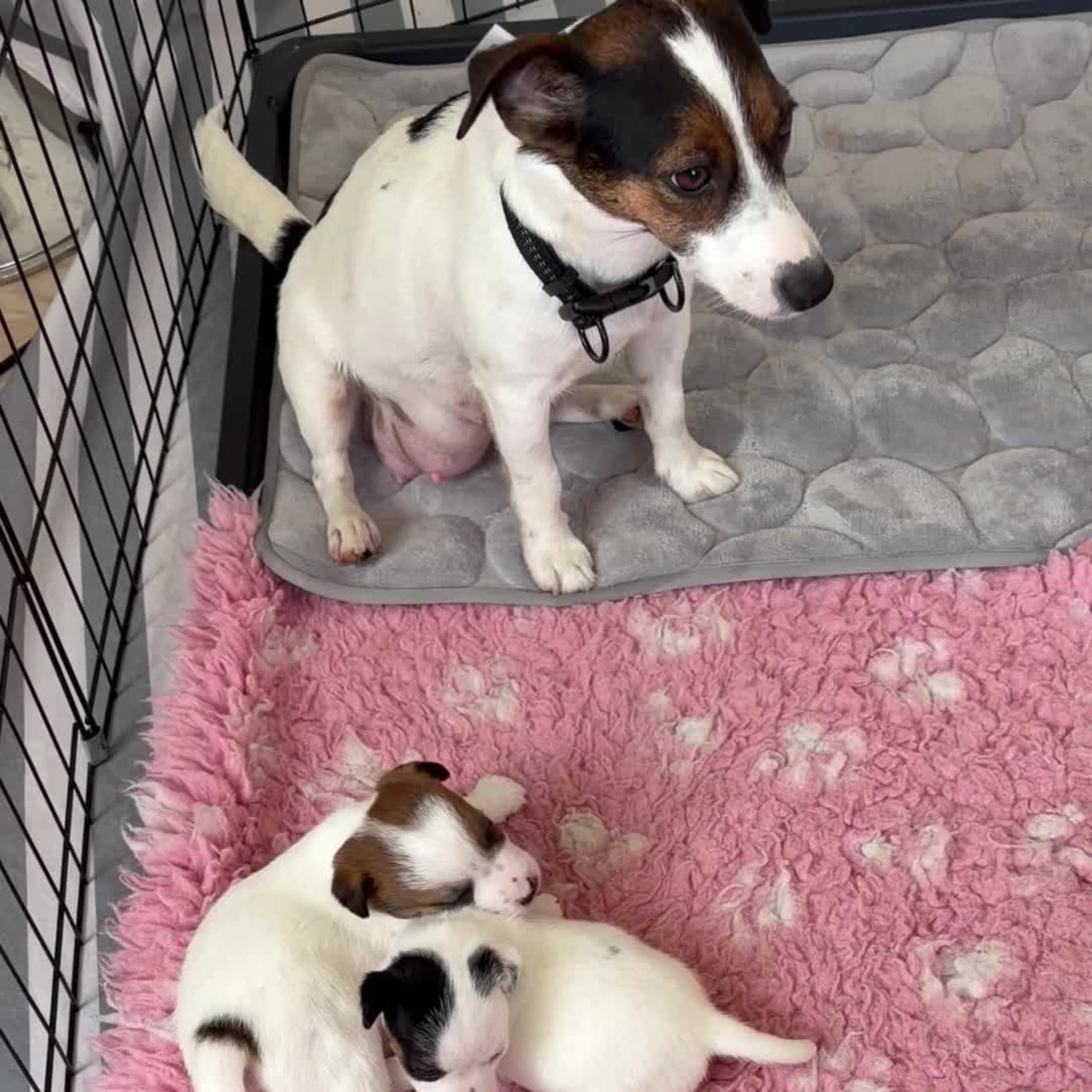 Jack russell terrier