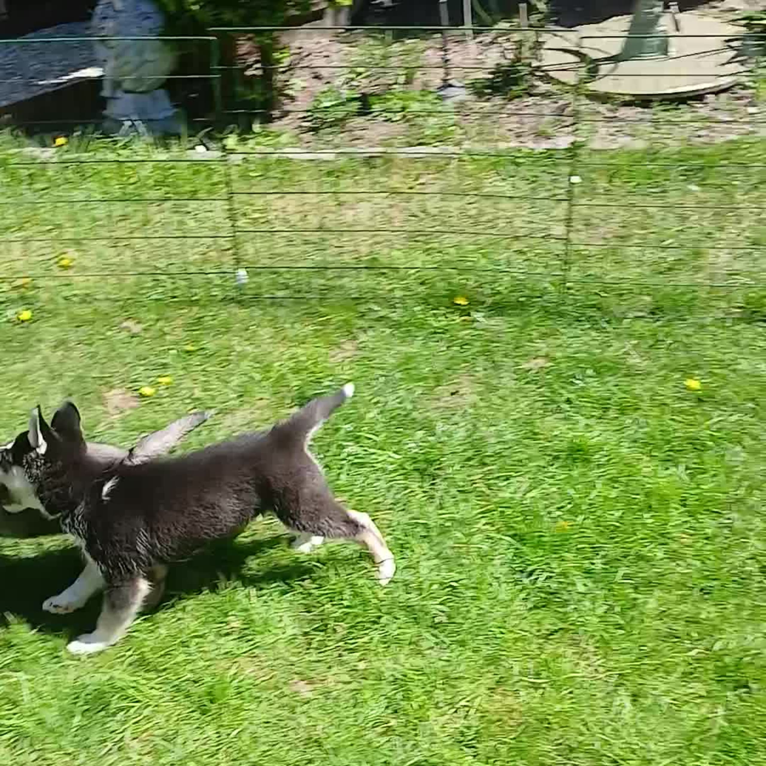 Siberian husky