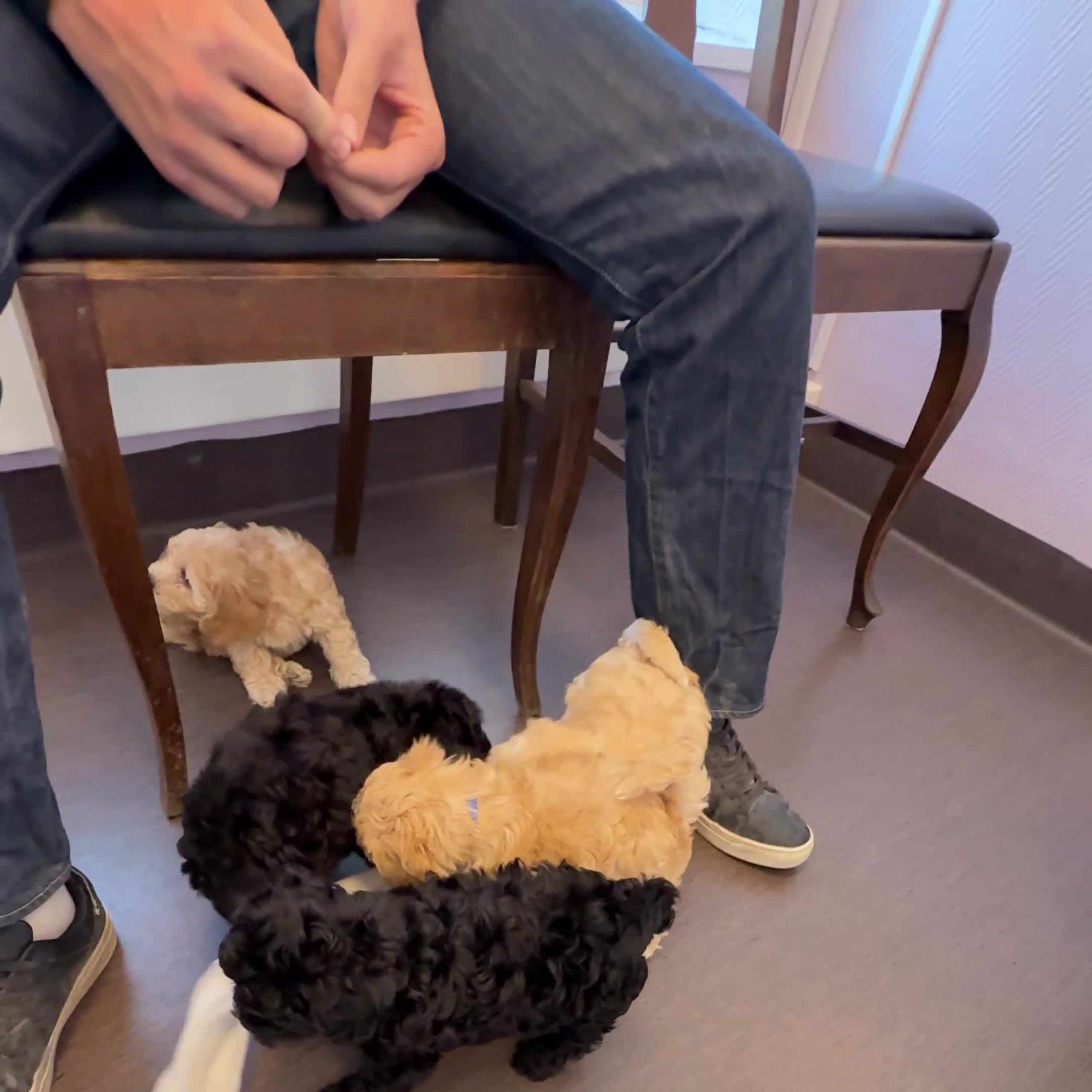 Maltipoo
